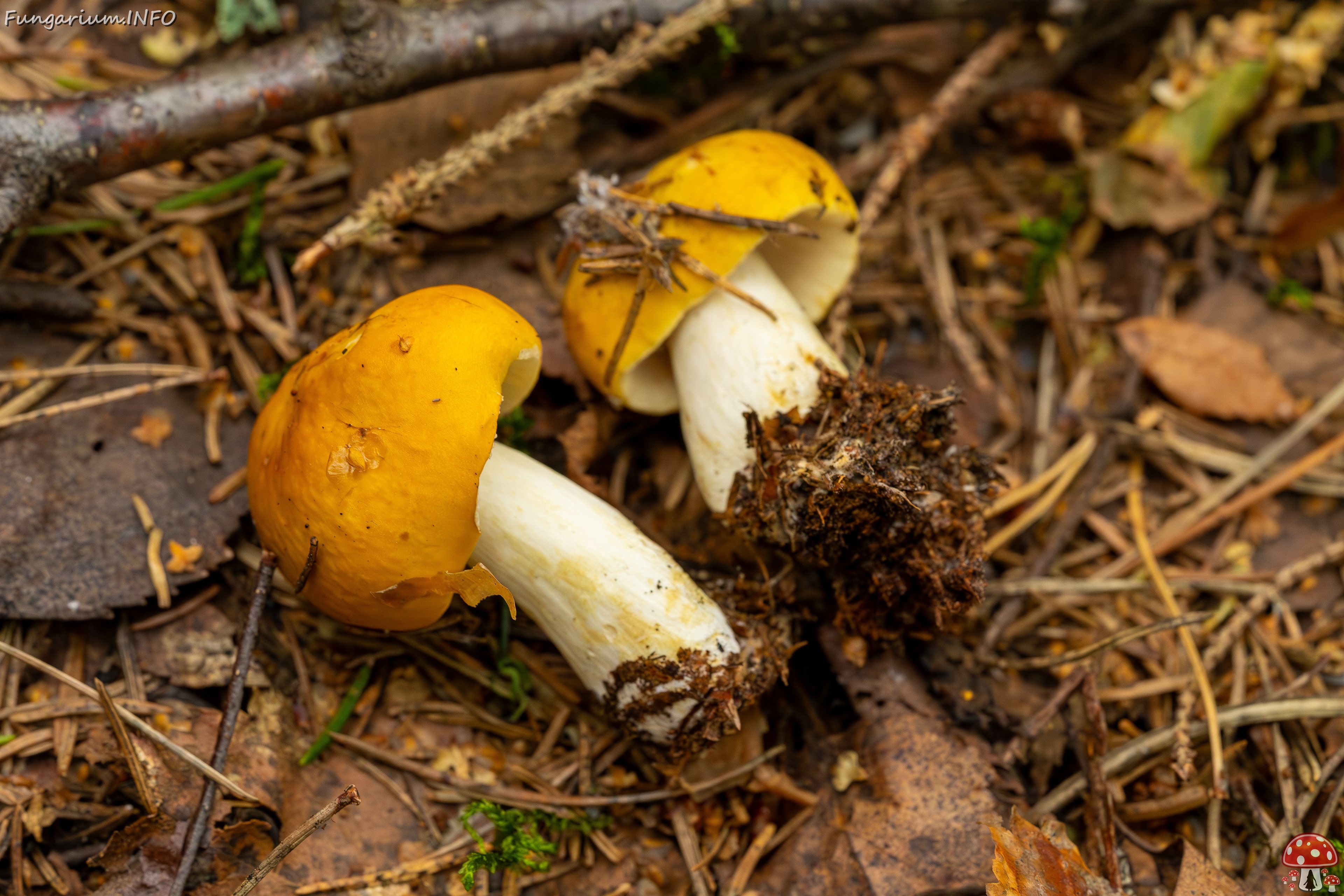Russula claroflava _2023-08-13_1-3 