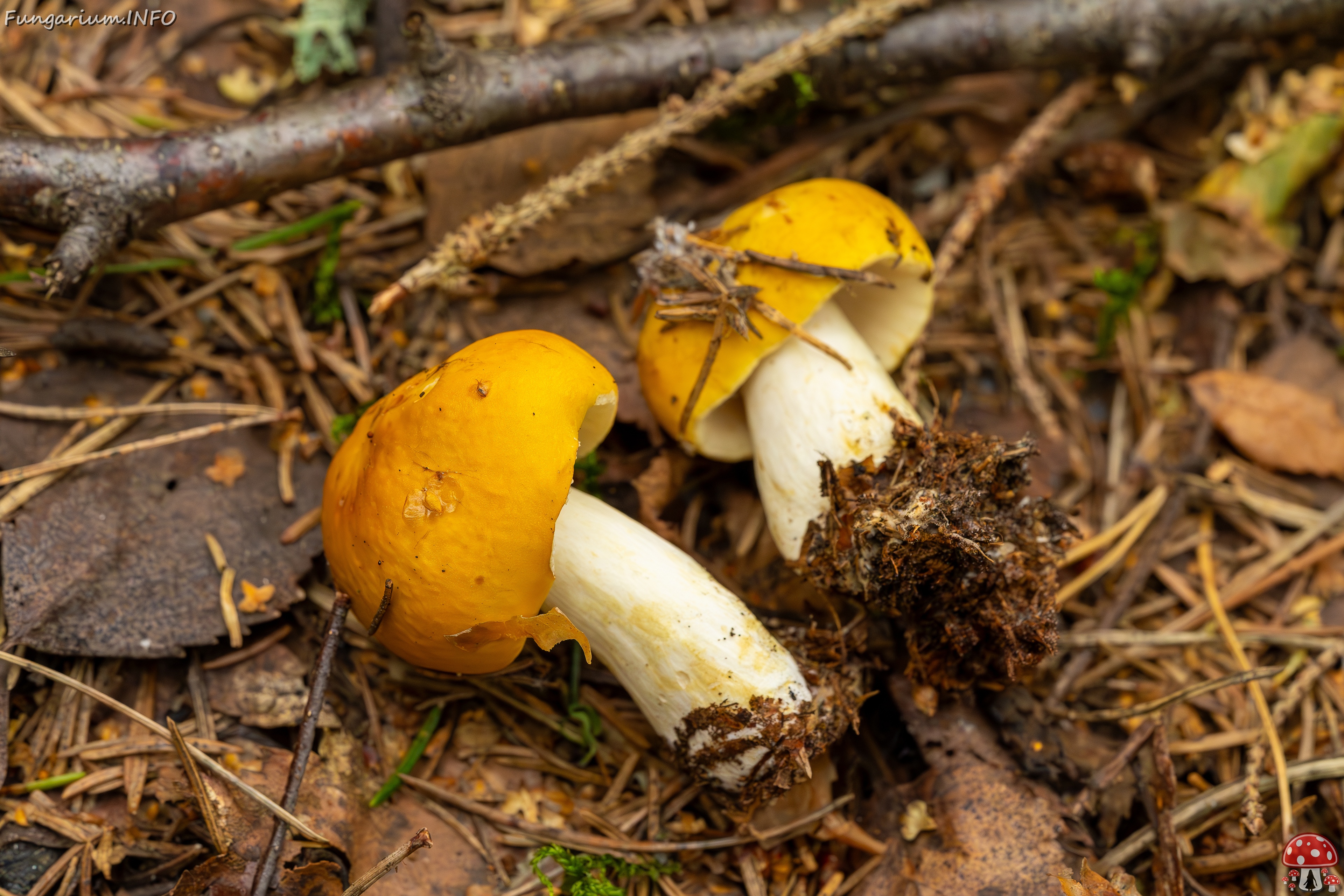 Russula claroflava _2023-08-13_1-4 