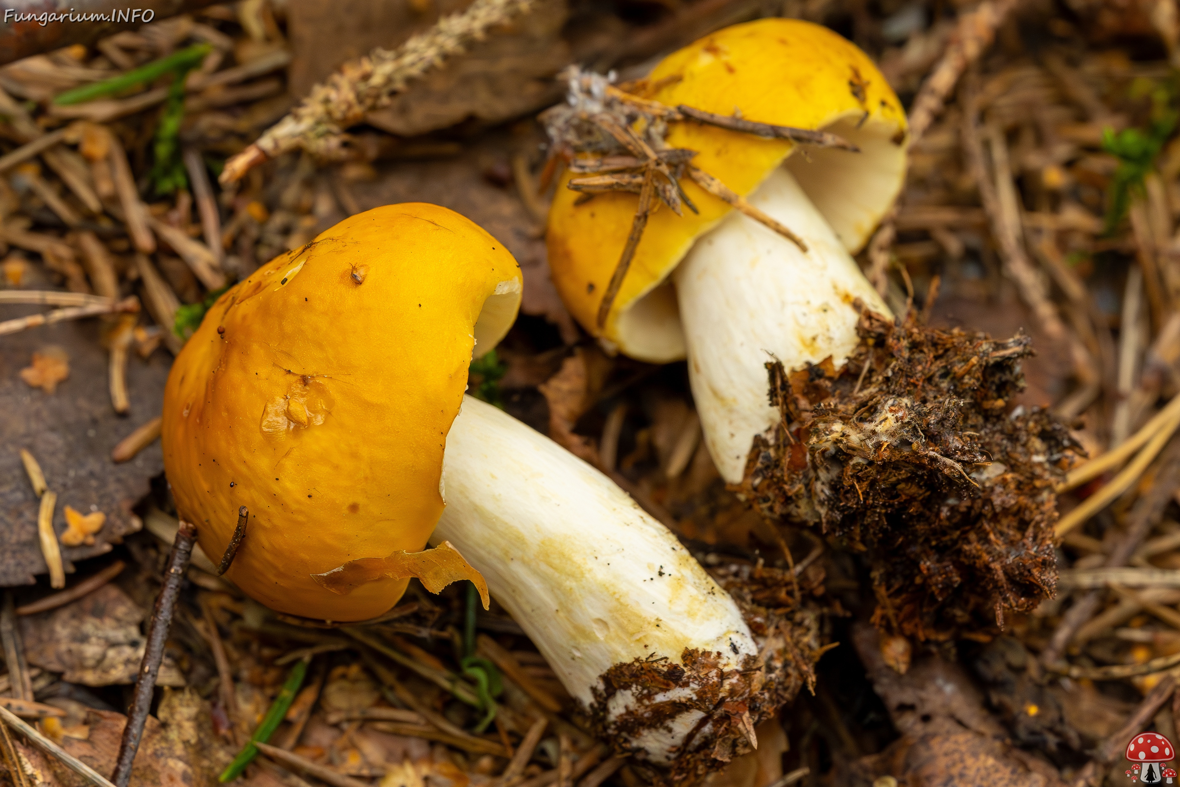 Russula claroflava _2023-08-13_1-5 