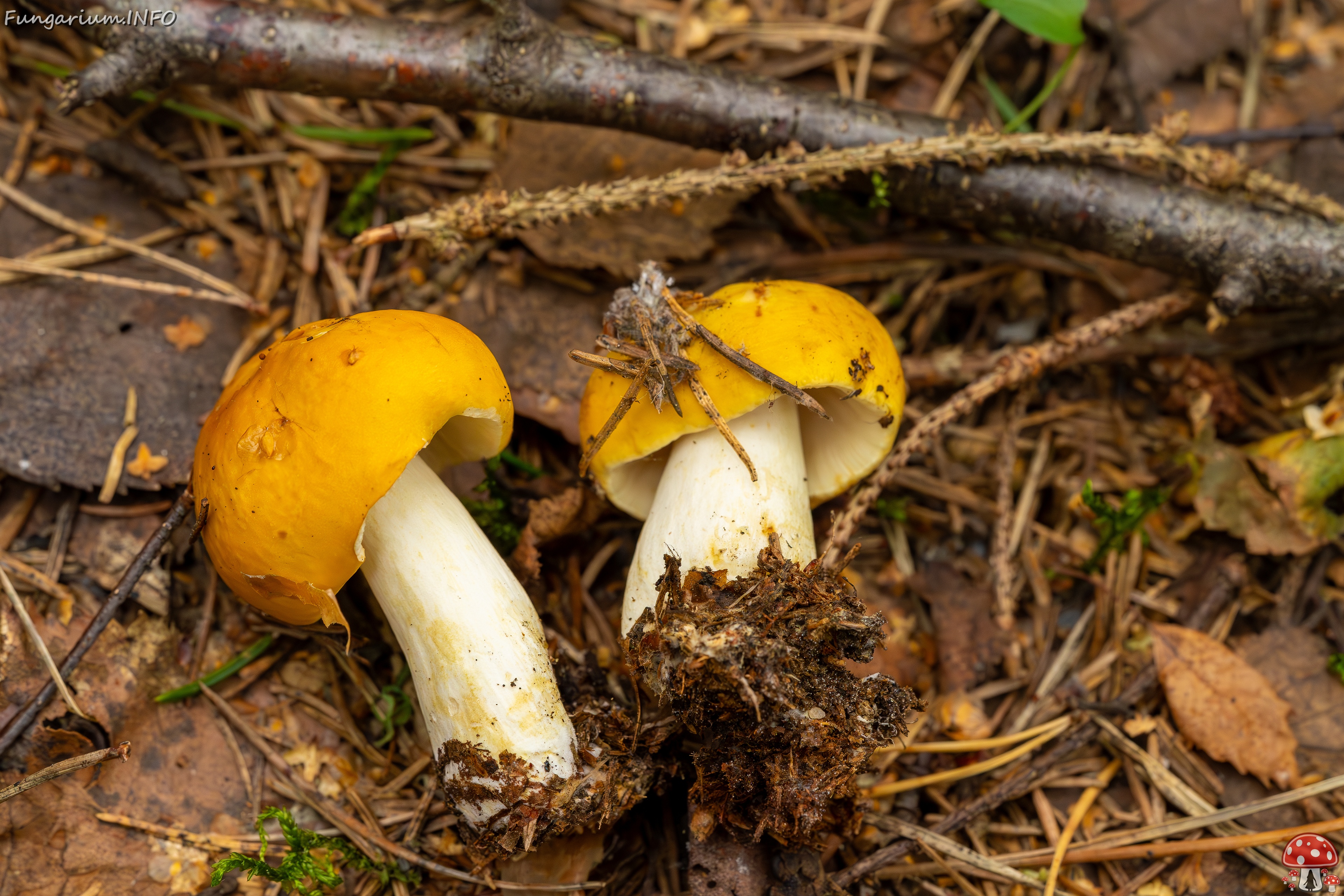 Russula claroflava _2023-08-13_1-6 