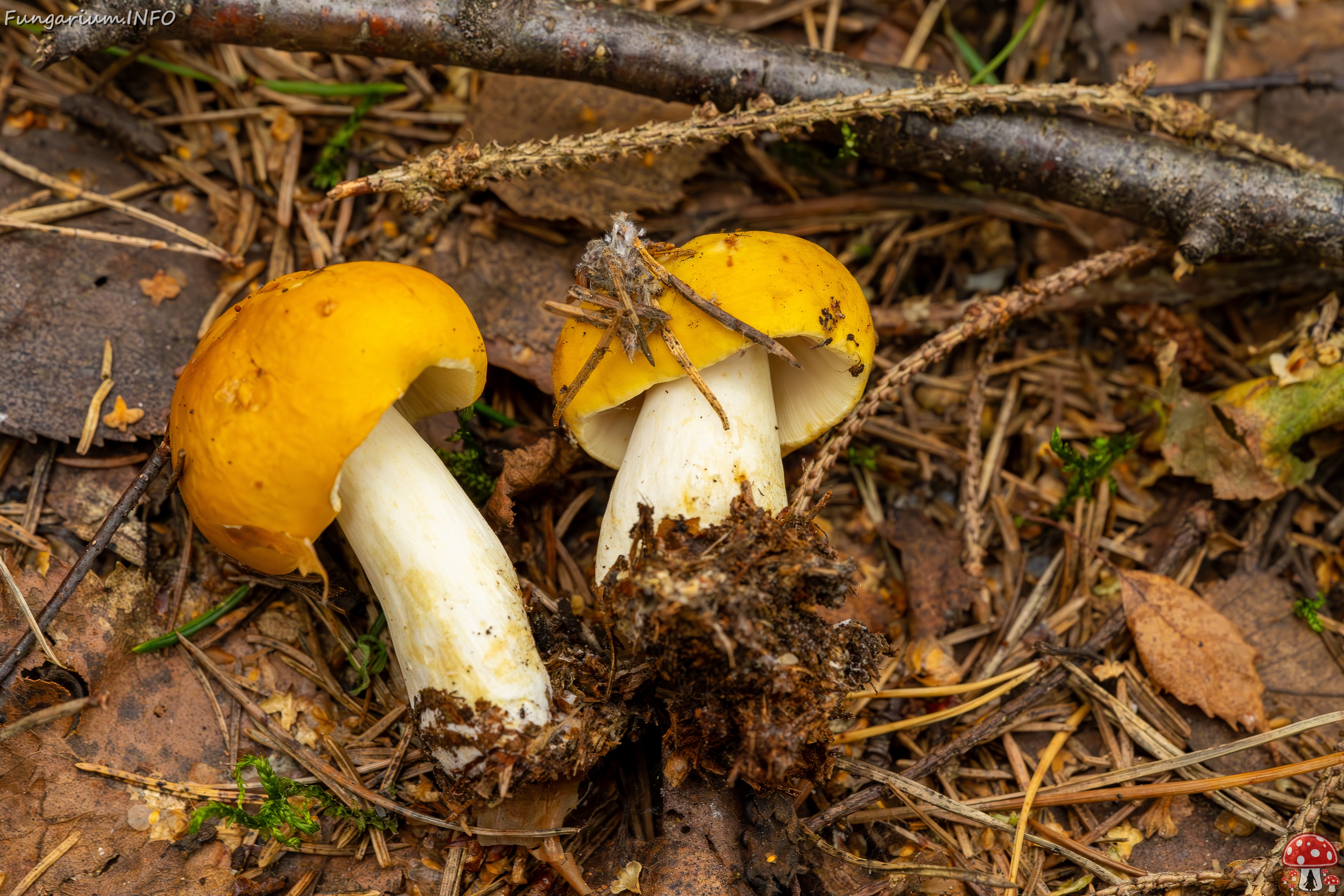 Russula claroflava _2023-08-13_1-8 