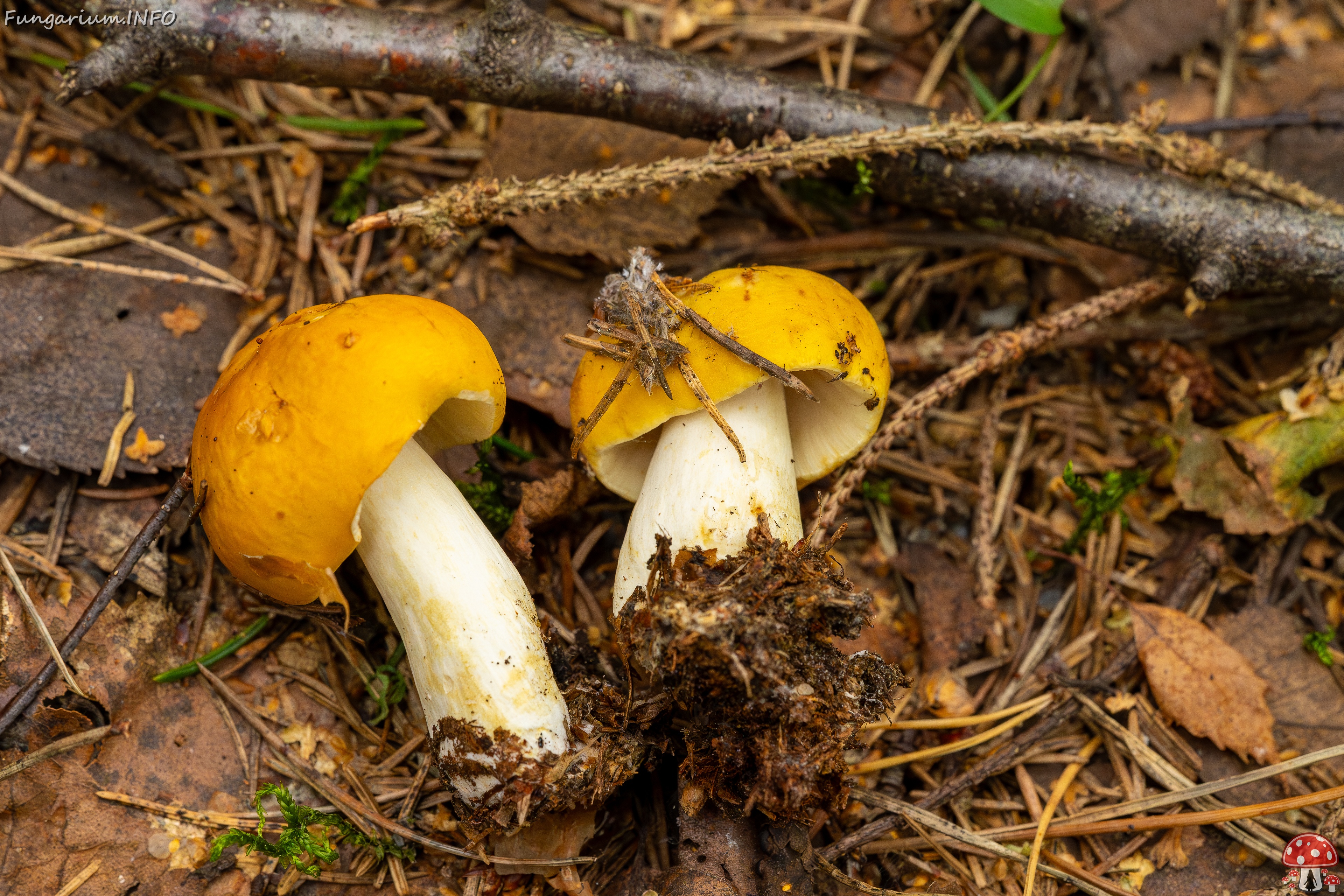 Russula claroflava _2023-08-13_1-9 