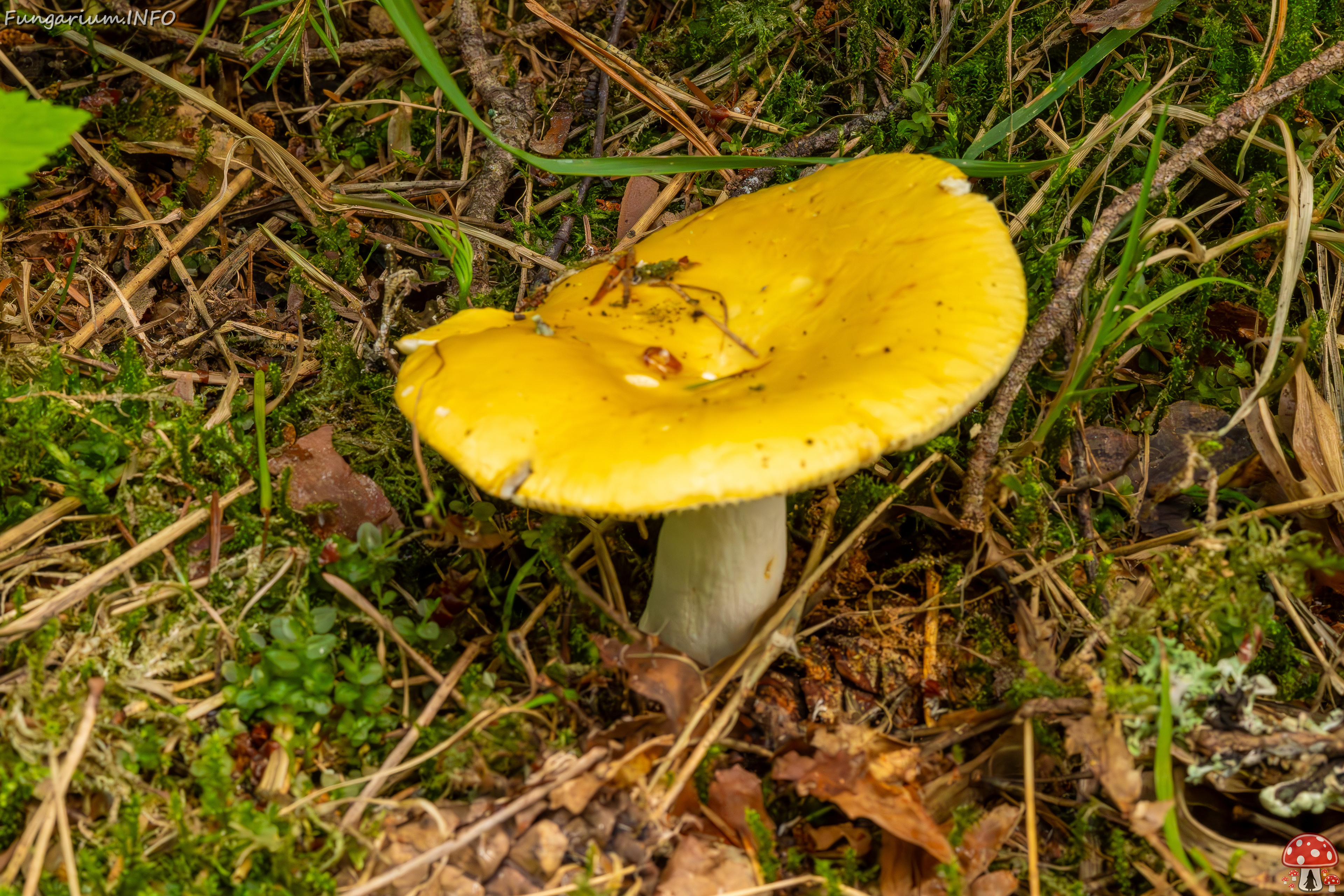 taedu_health_trail_forest-50 