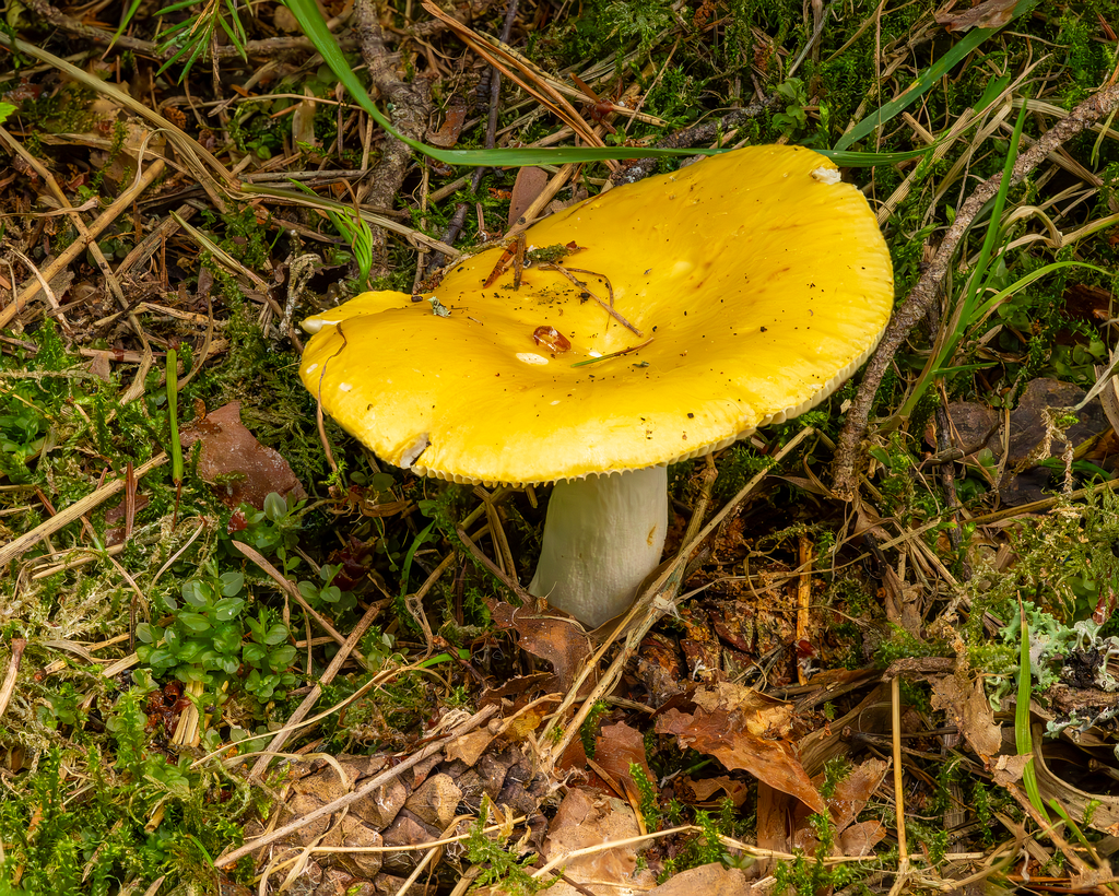 !russula-claroflava_2023-07-28_1