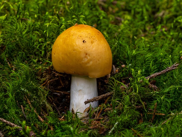 Сыроежка сереющая - Russula decolorans