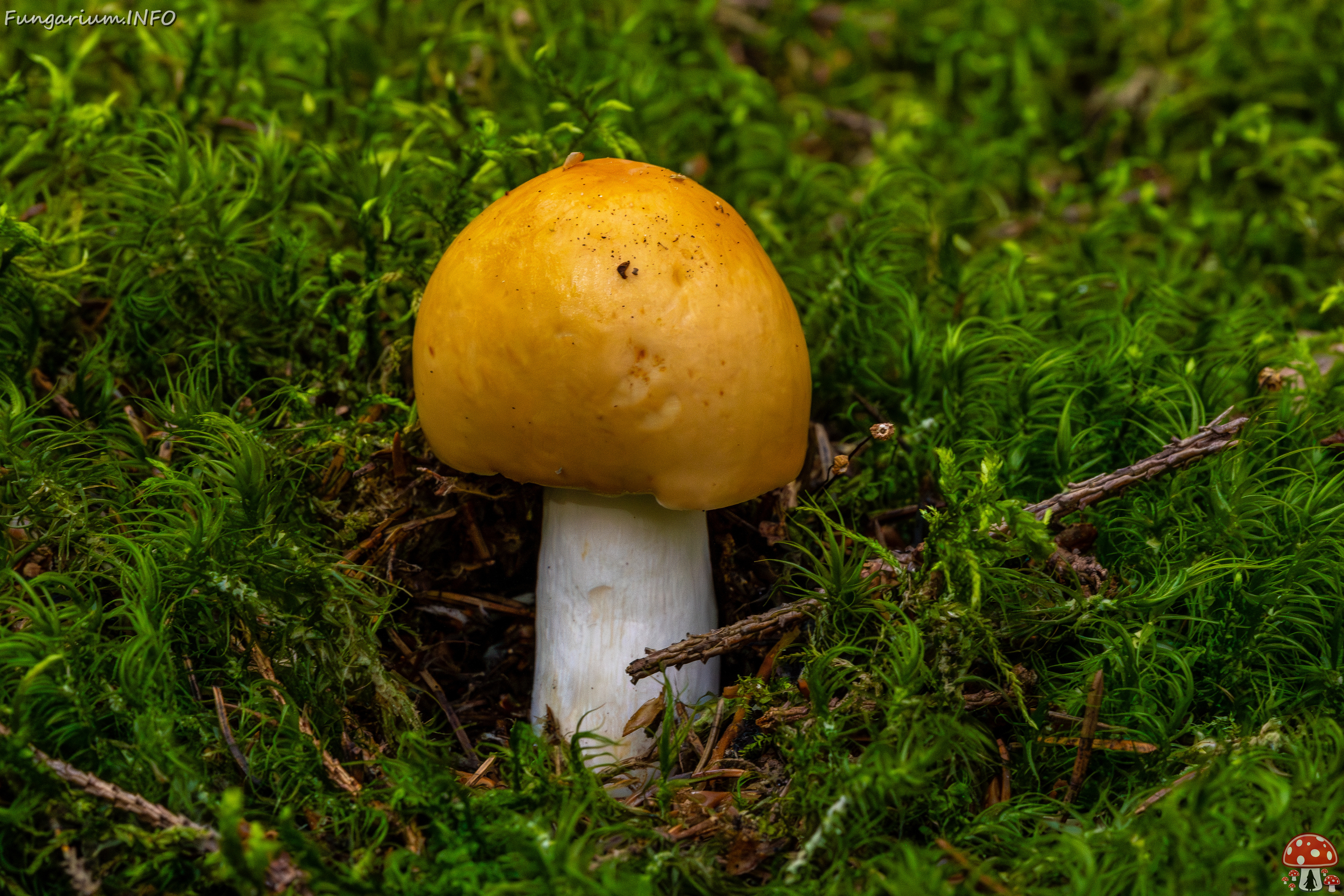 !russula-decolorans_1-2 