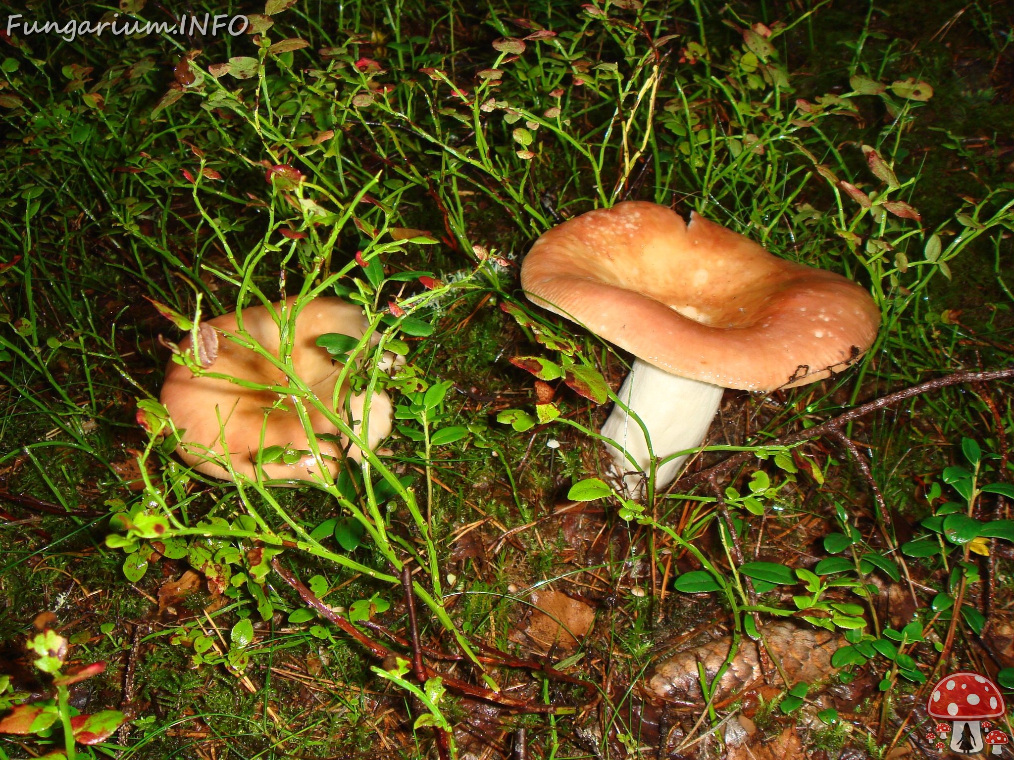 fungi-0004552 