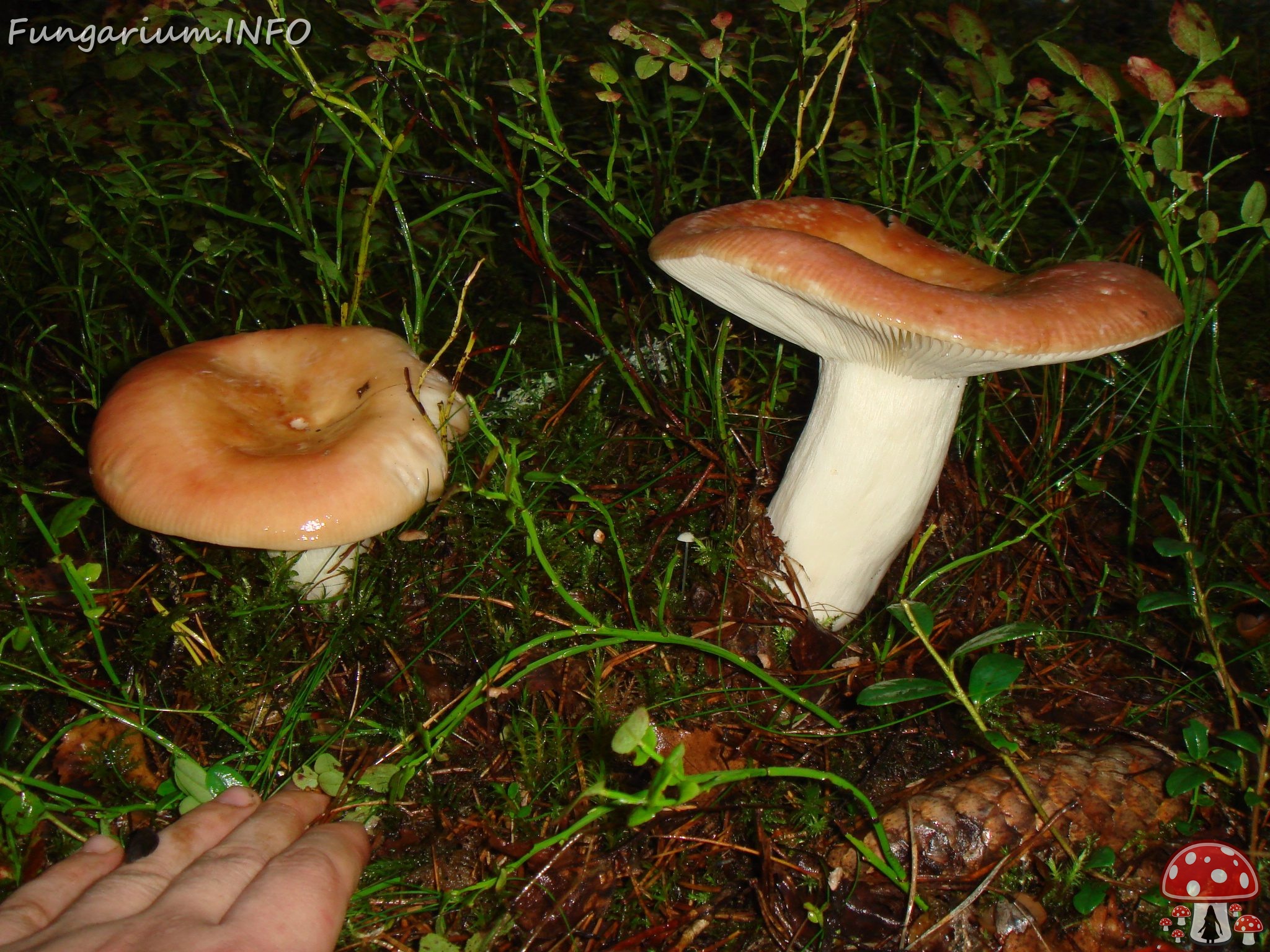 fungi-0004553 