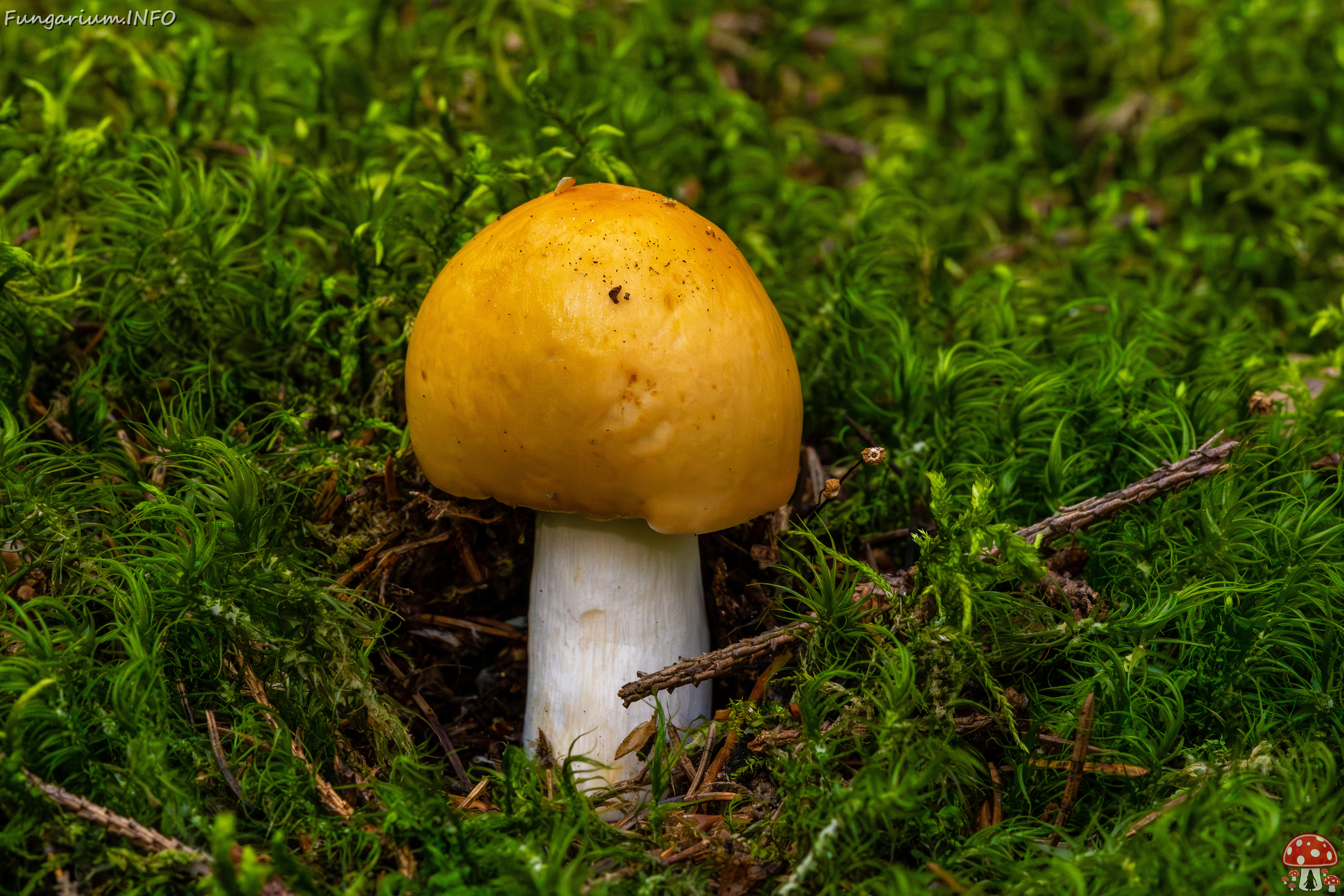 russula-decolorans_1-1 