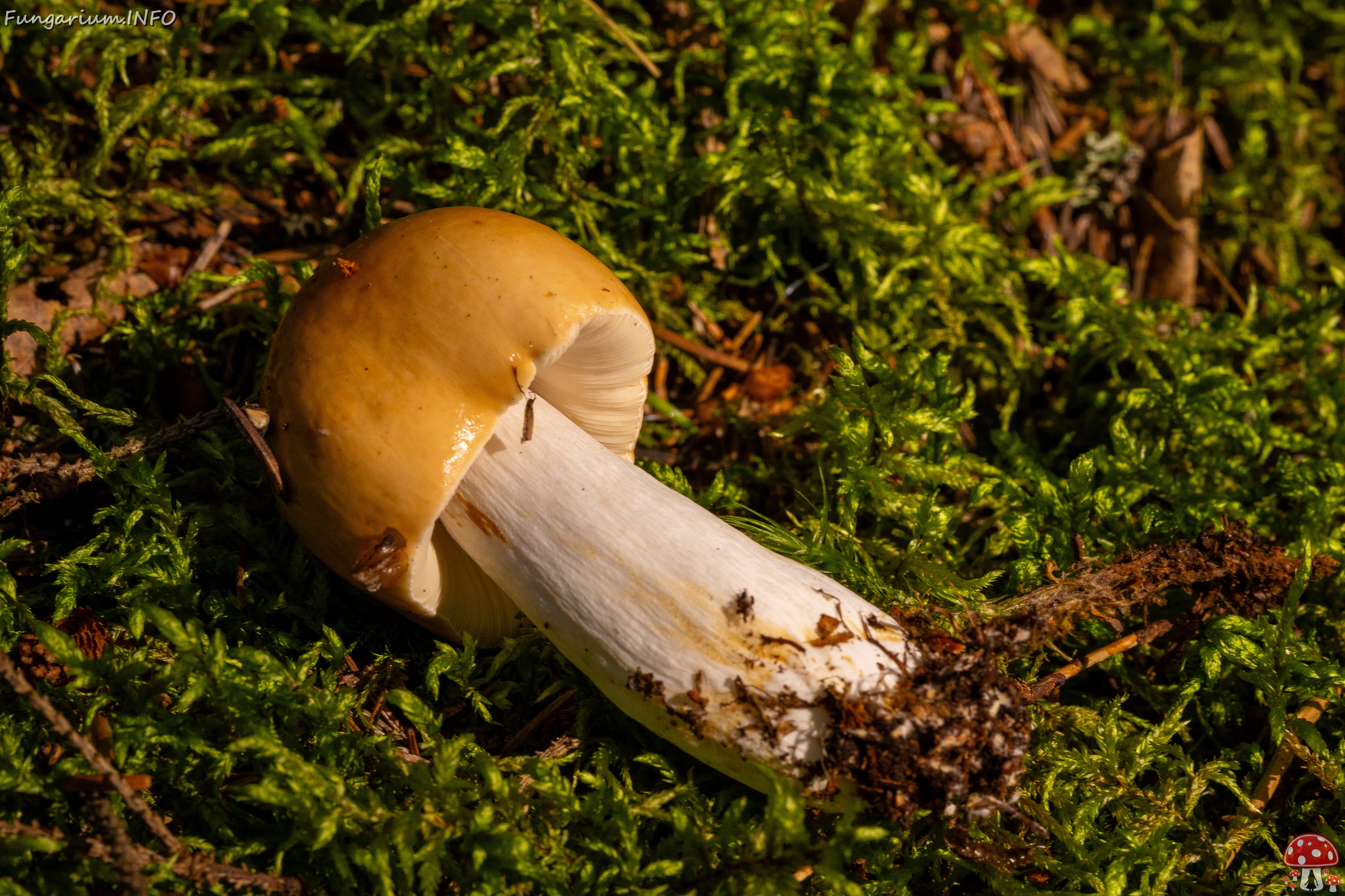 russula-decolorans_1-10 