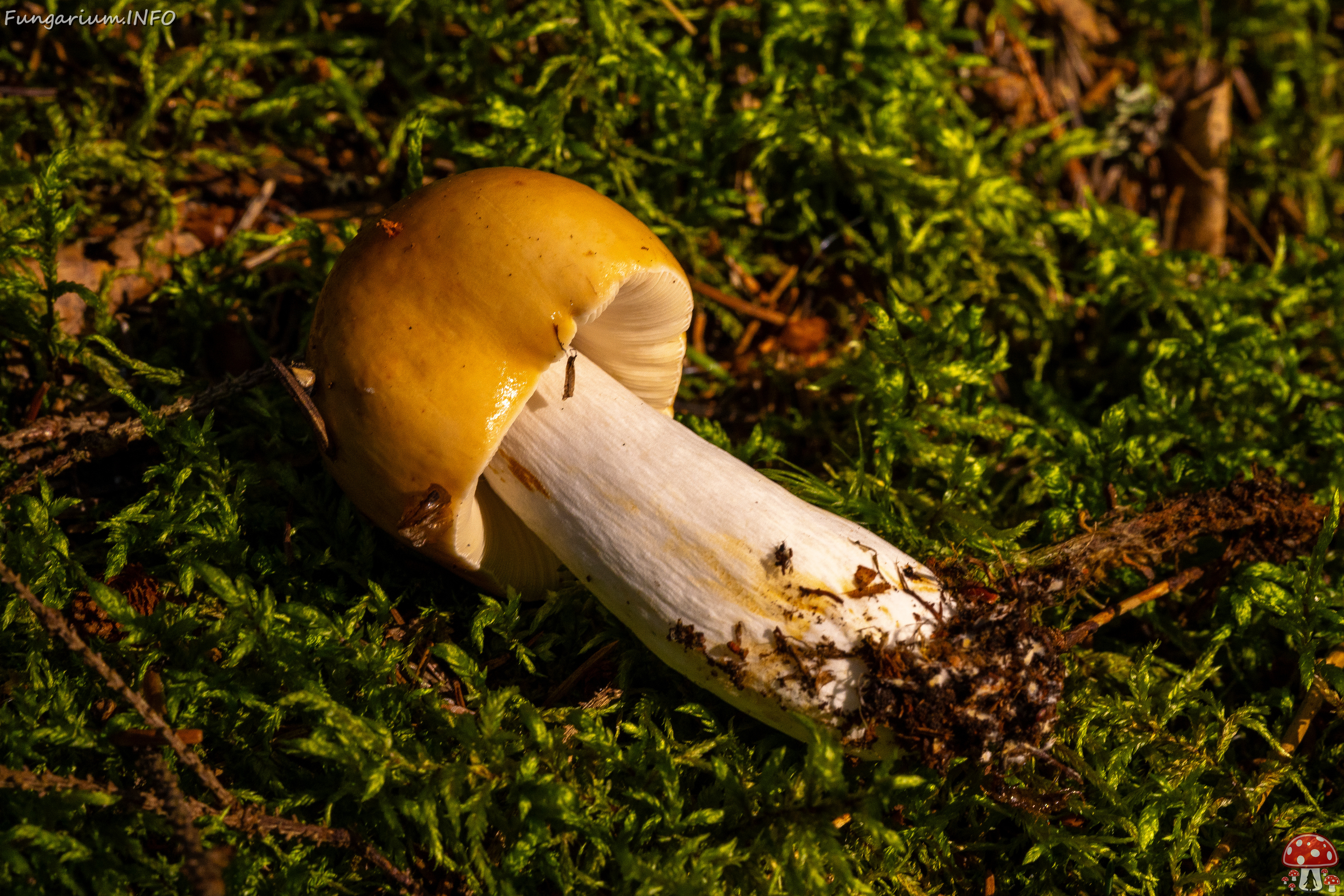 russula-decolorans_1-7 