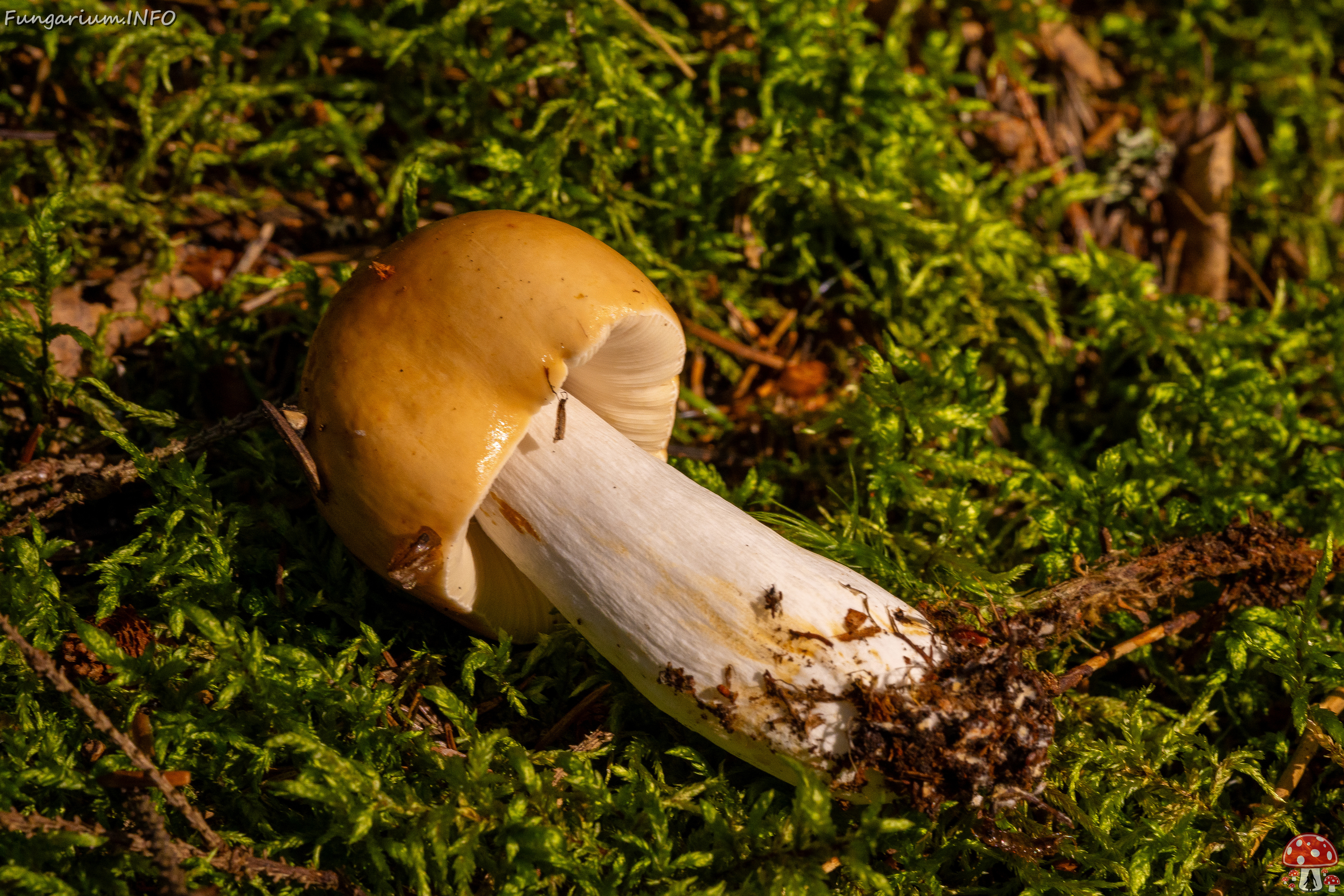 russula-decolorans_1-8 