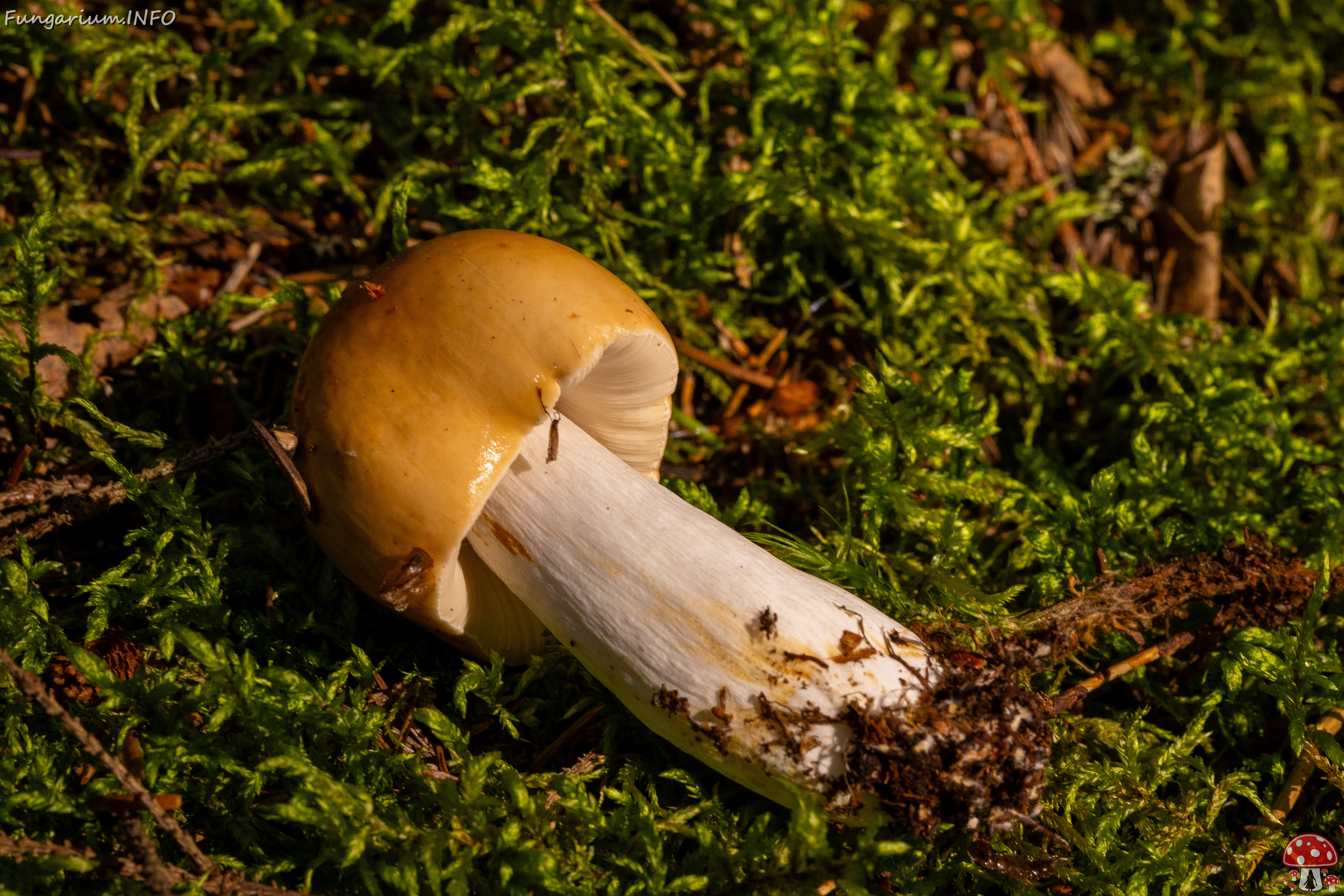 russula-decolorans_1-9 