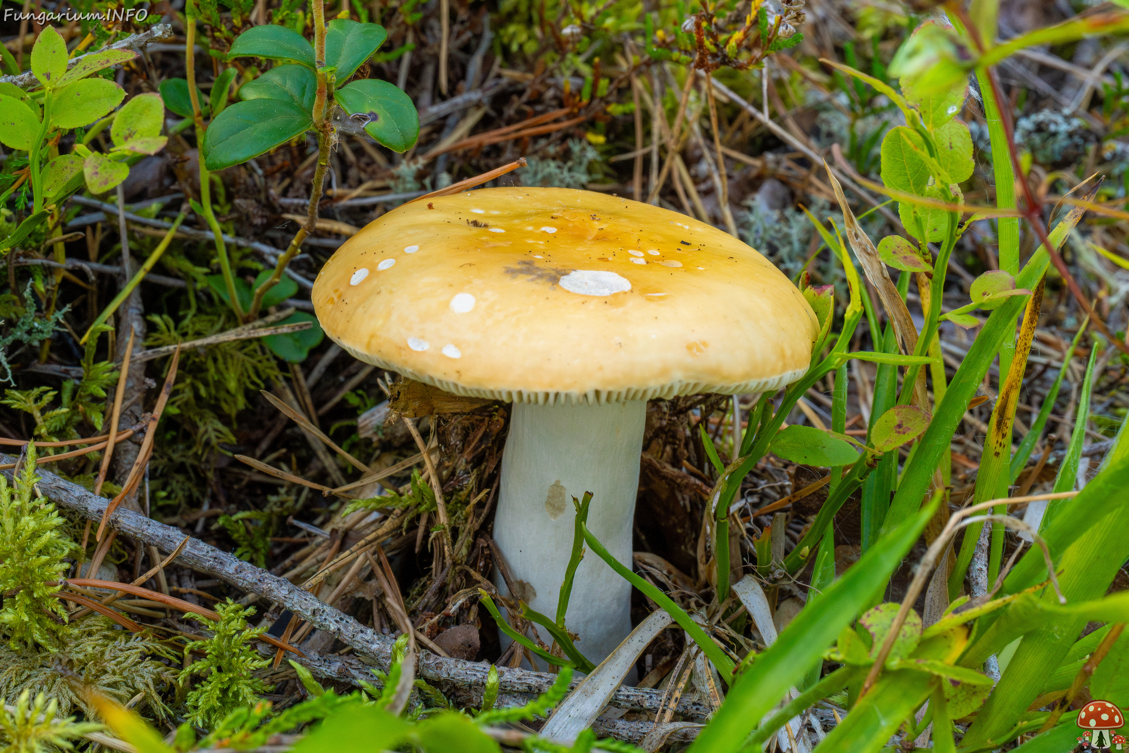 russula-decolorans_2-1 