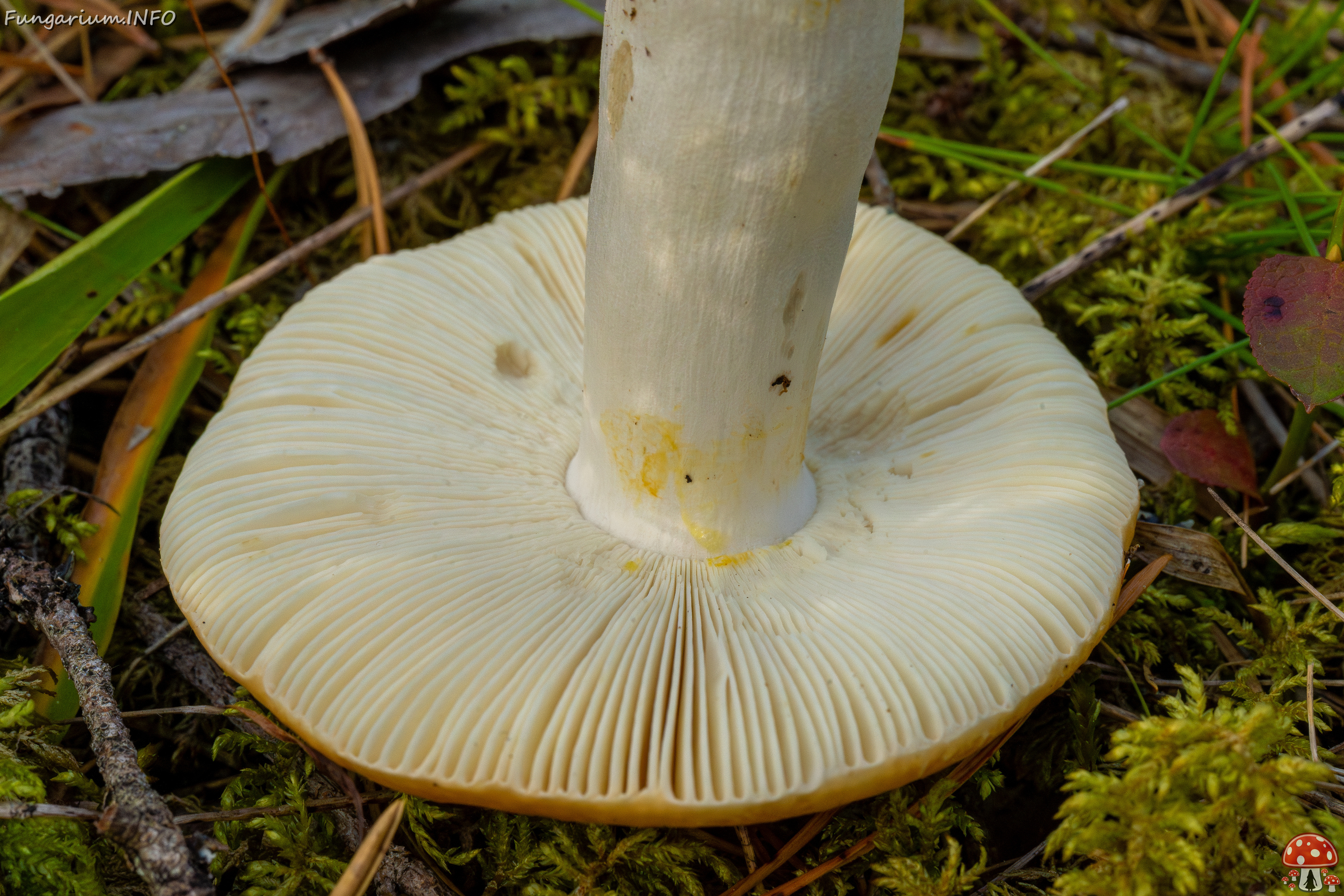 russula-decolorans_2-10 