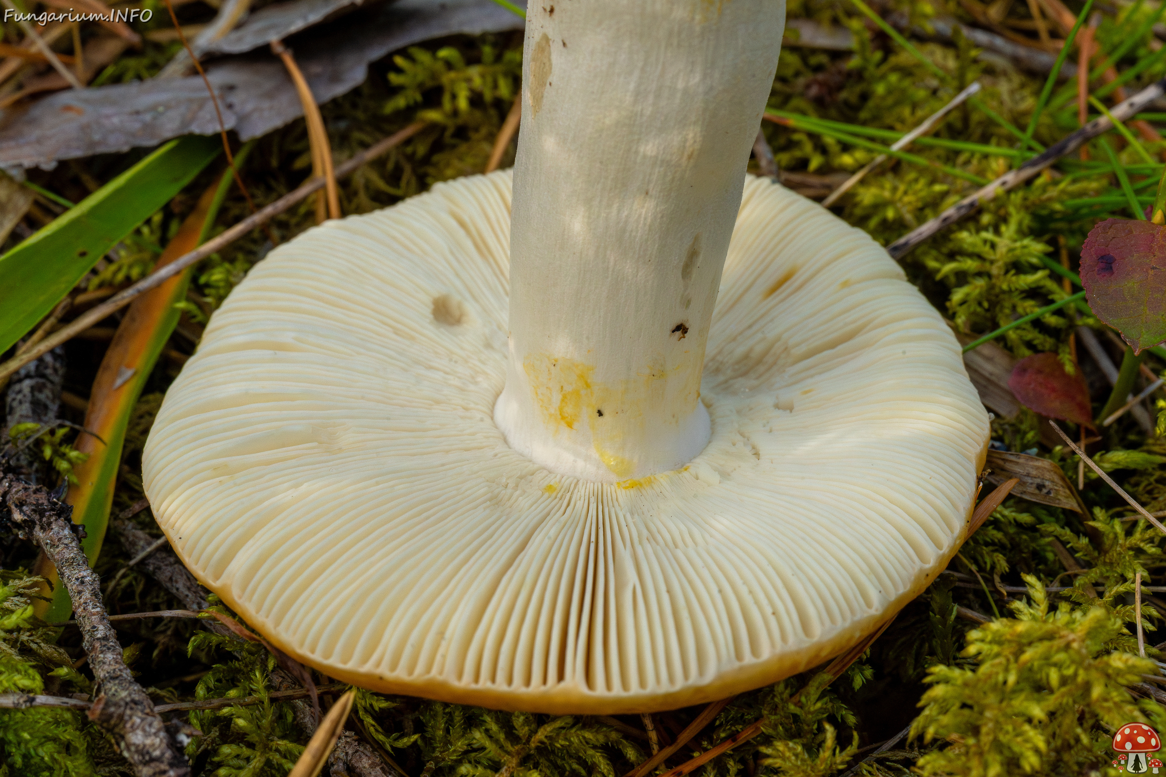 russula-decolorans_2-11 