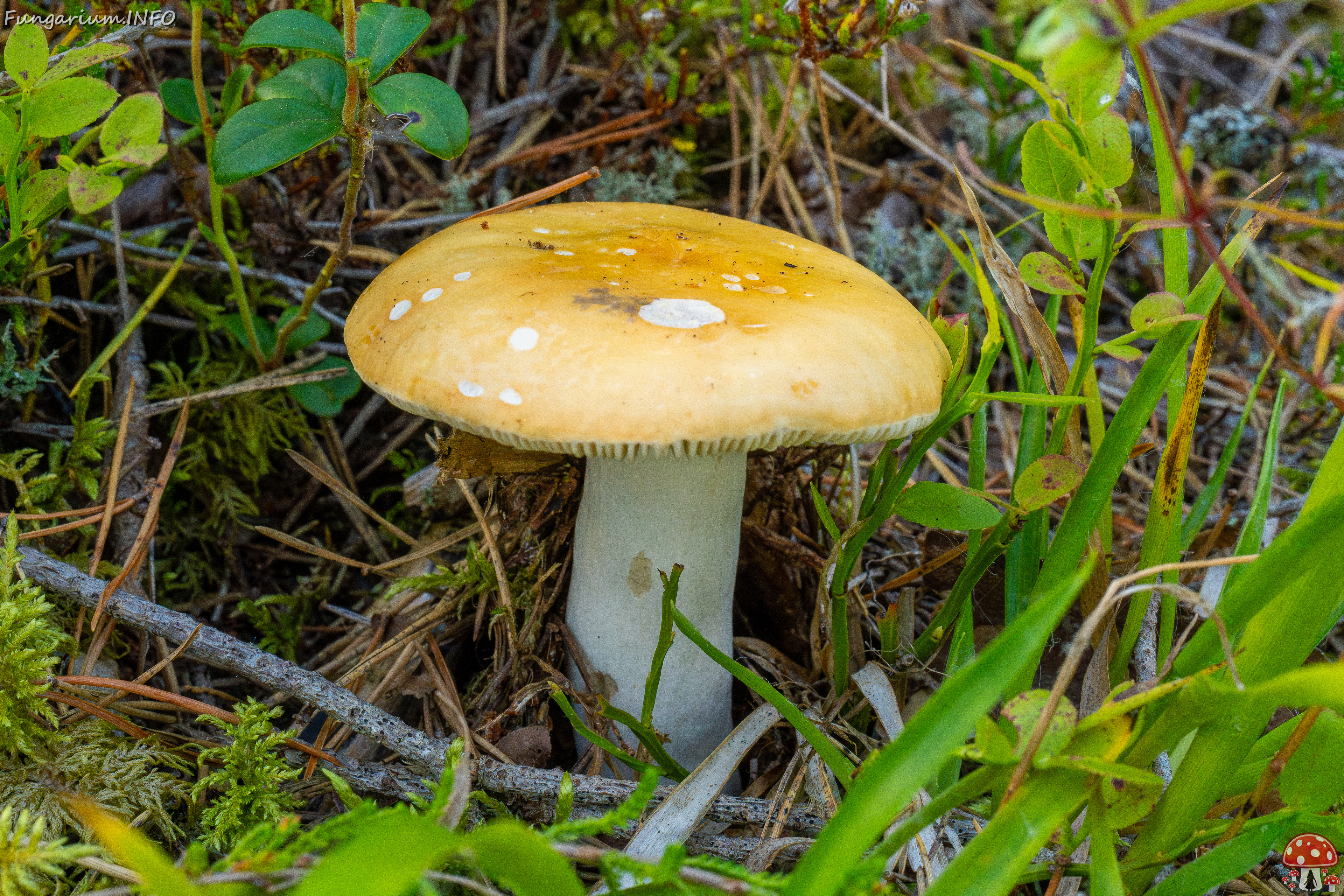 russula-decolorans_2-2 