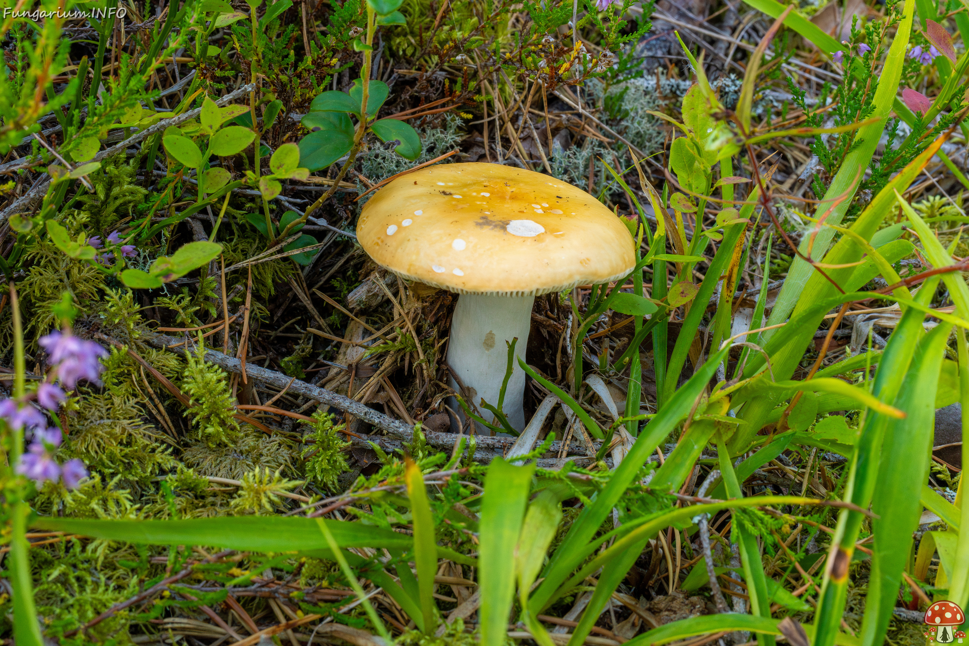 russula-decolorans_2-3 