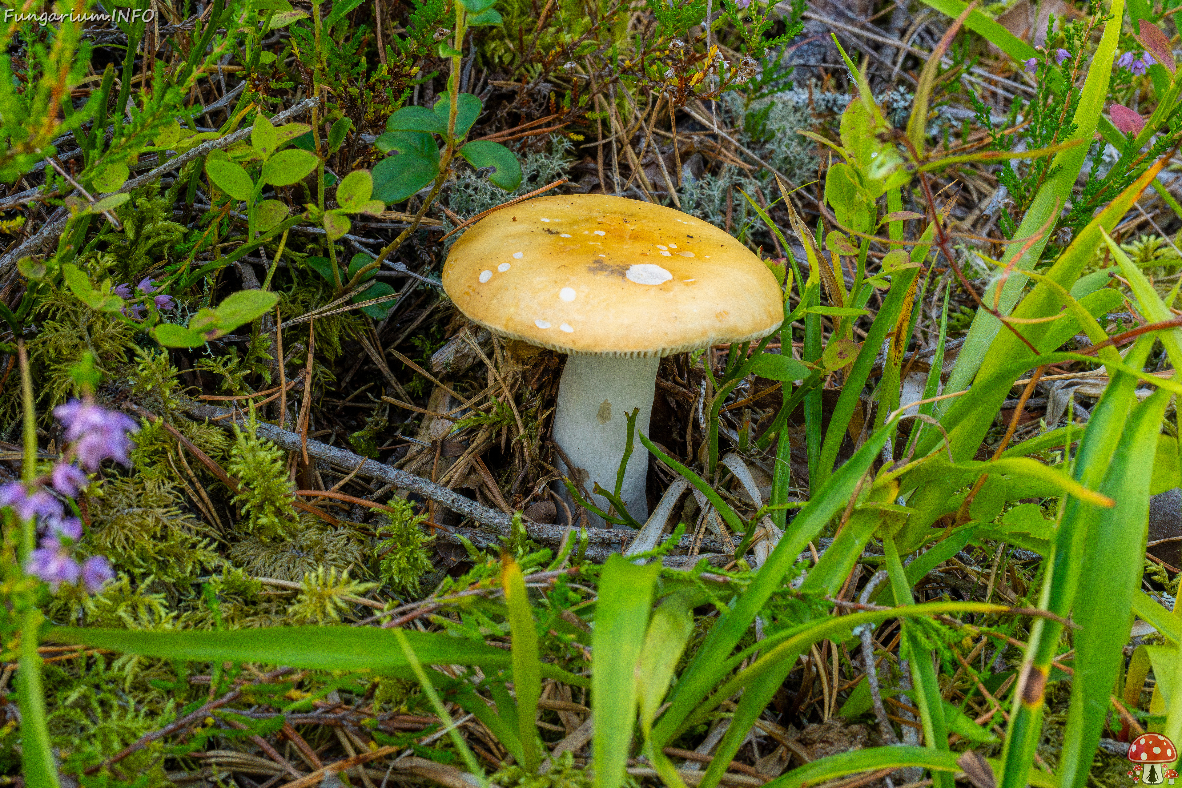 russula-decolorans_2-4 