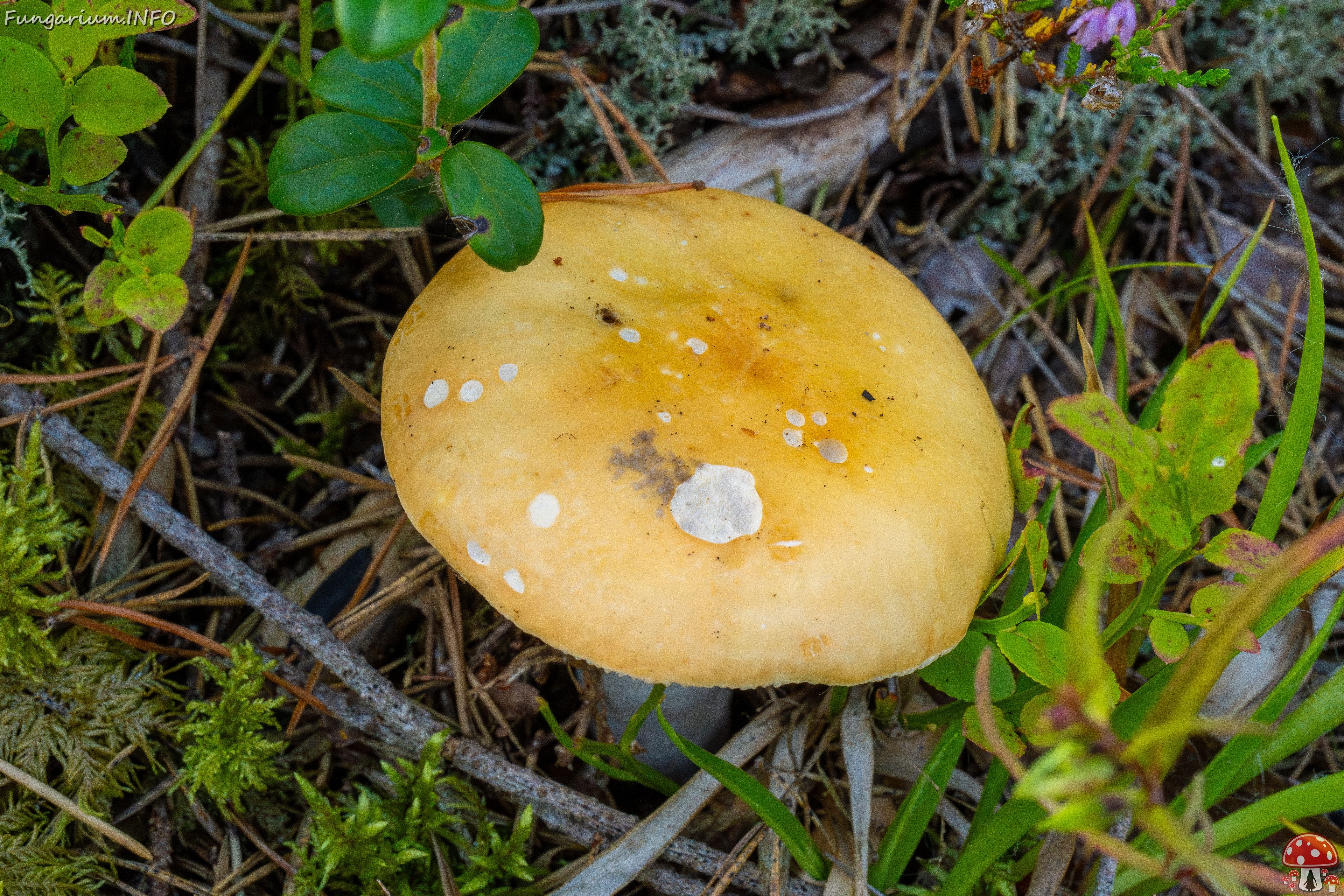 russula-decolorans_2-5 