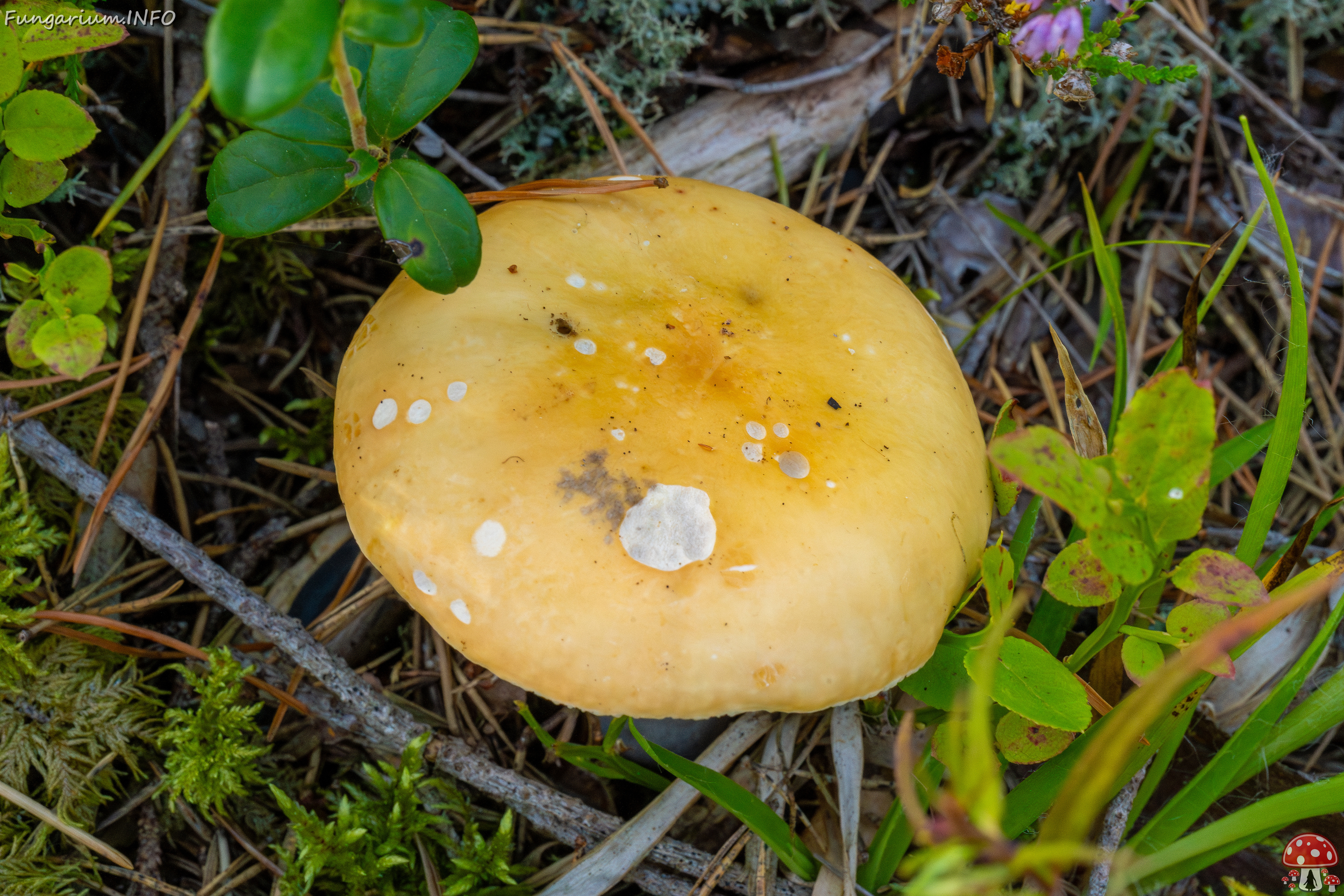 russula-decolorans_2-6 