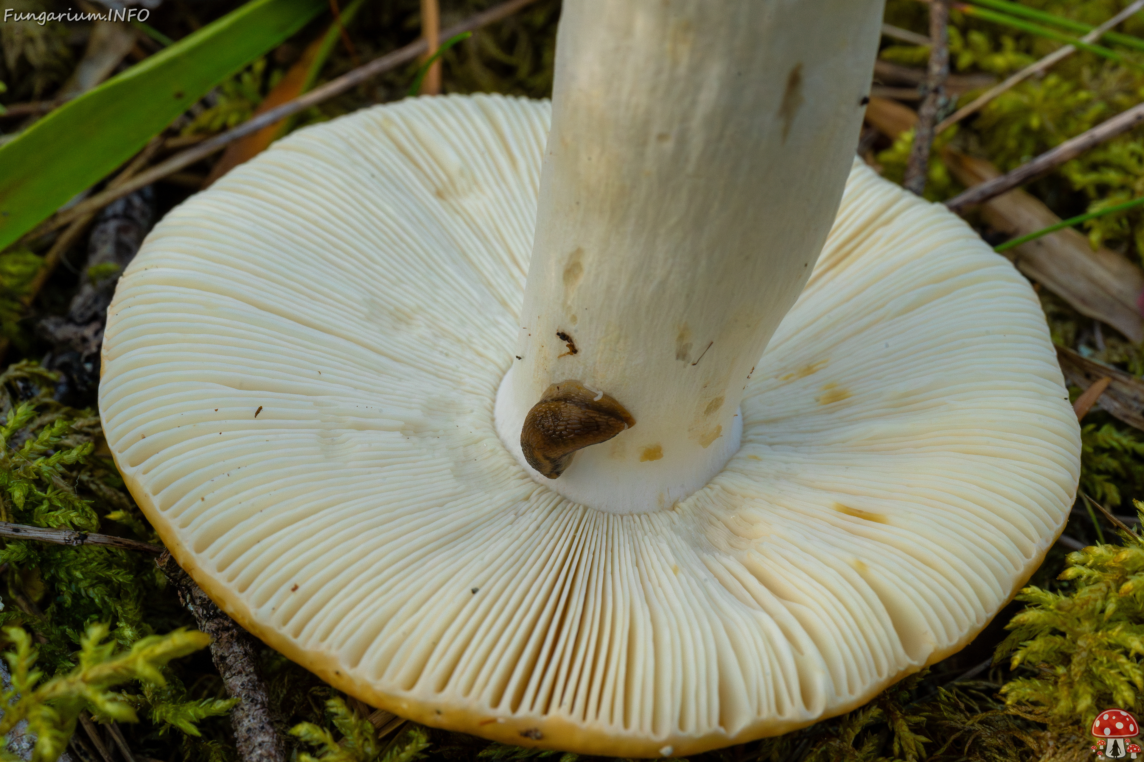 russula-decolorans_2-7 