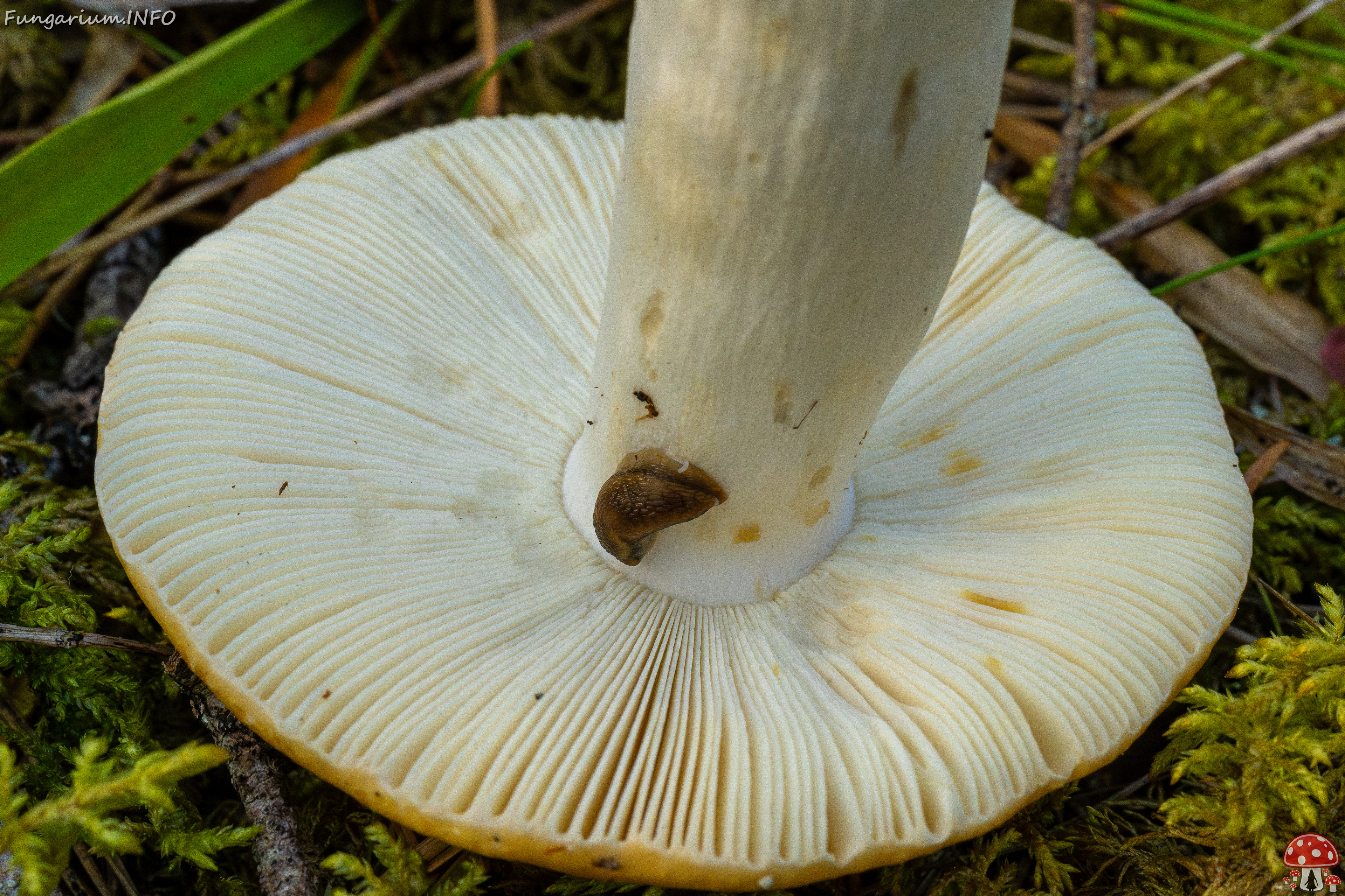 russula-decolorans_2-8 