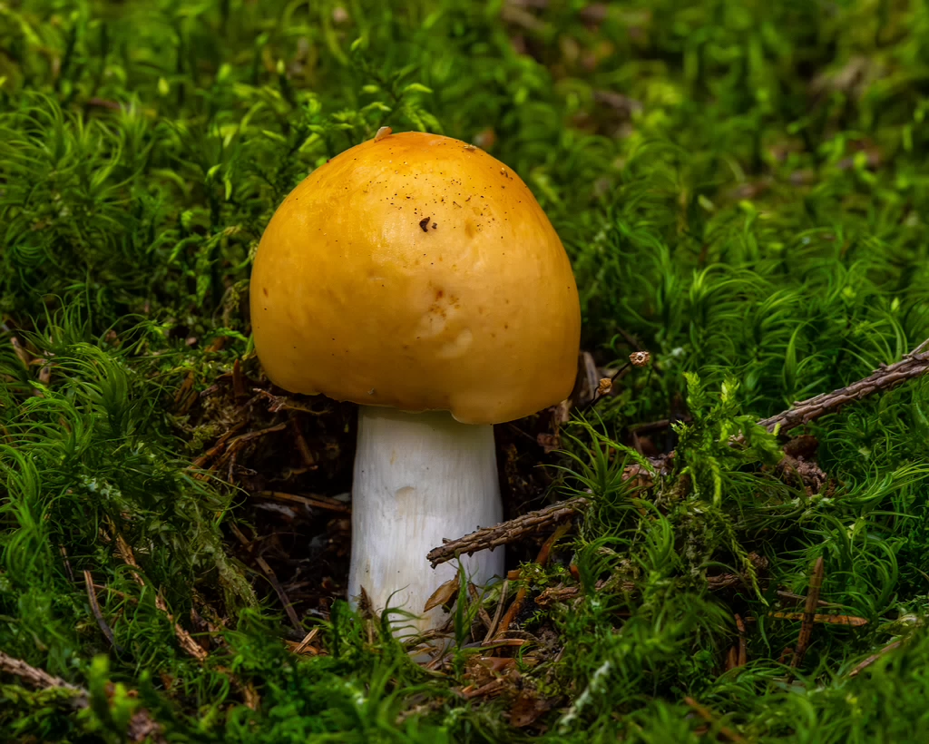 !russula-decolorans_1-2