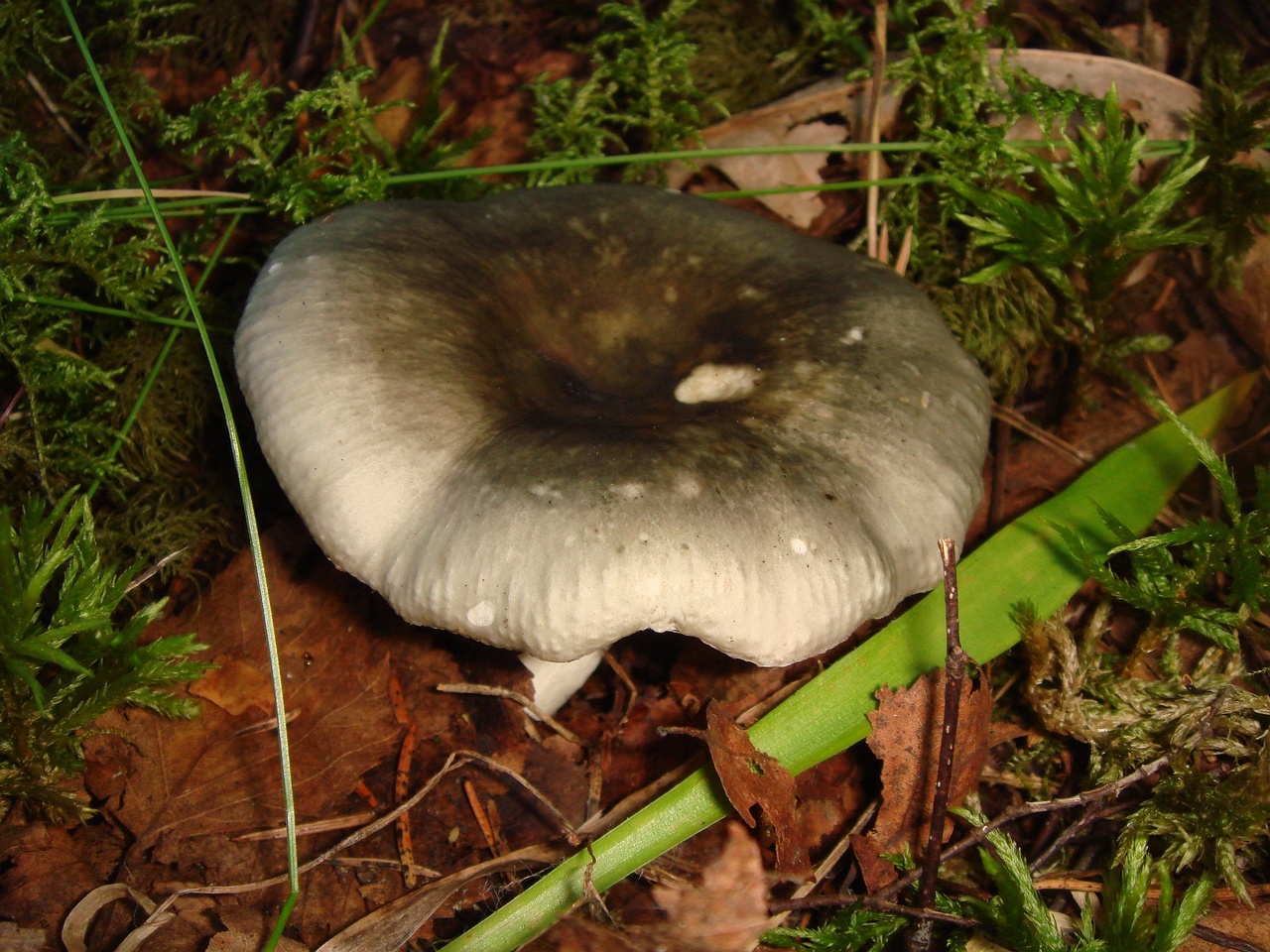 fungi-0003994