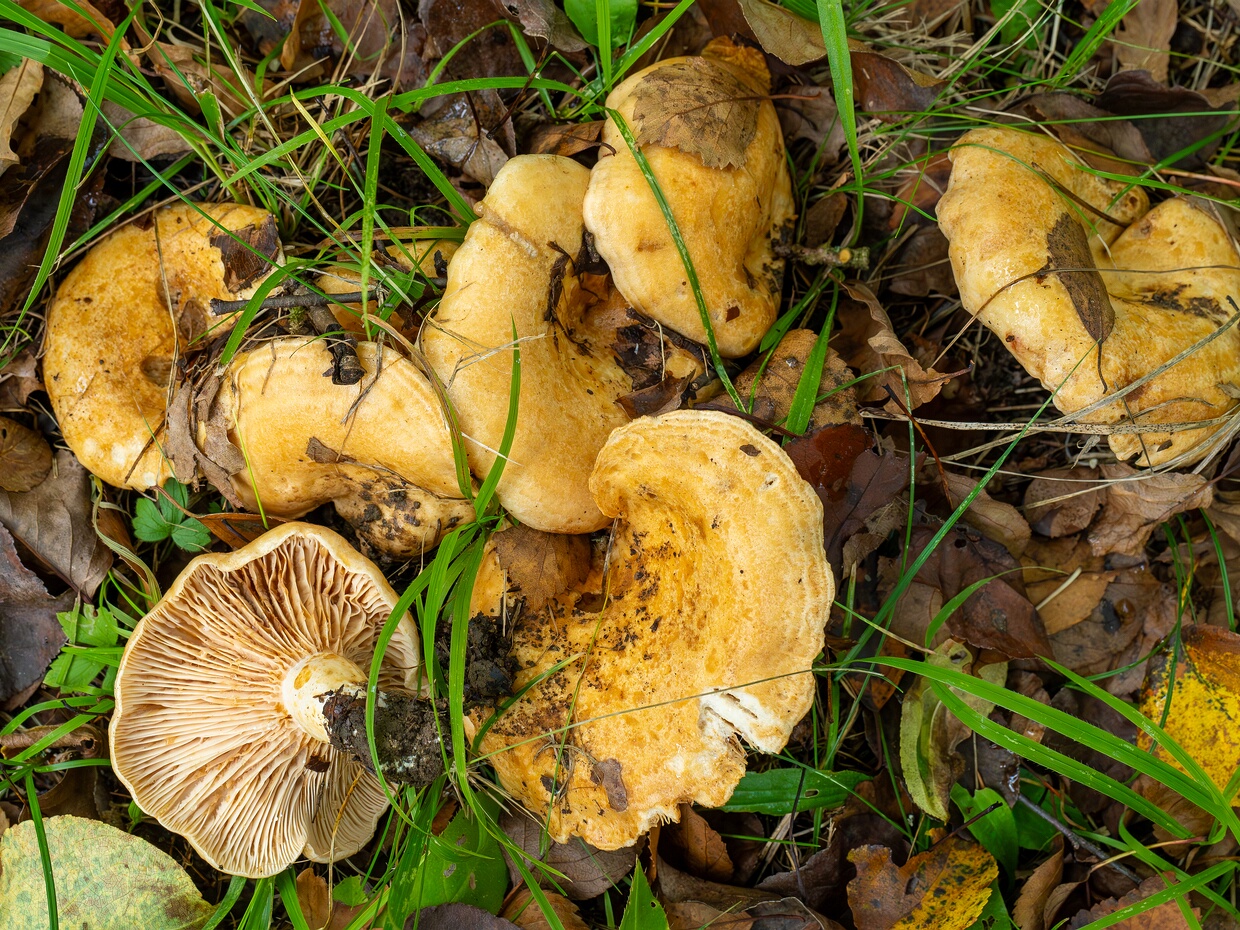 Млечник зональный - Lactarius zonarius
