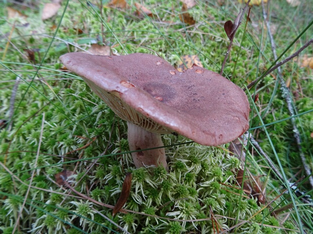Млечник камфорный - Lactarius camphoratus