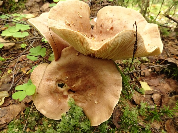 Млечник серо-розовый - Lactarius helvus