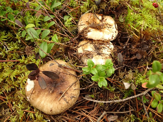 Подгруздок чёрный - Russula adusta