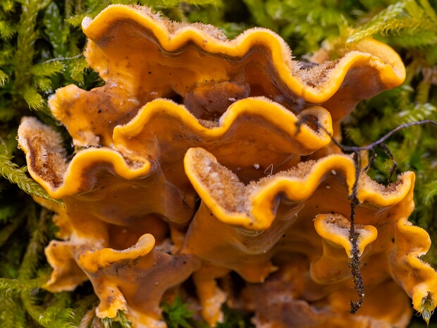 Стереовые - Stereaceae The Stereaceae are a family of corticioid fungi in the Russulales order. Species in the family have a widespread...