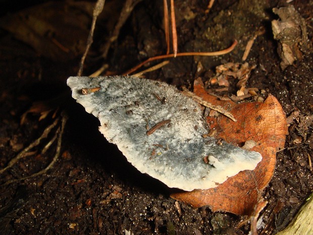 Гиднеллим синеножковый - Hydnellum cyanopodium