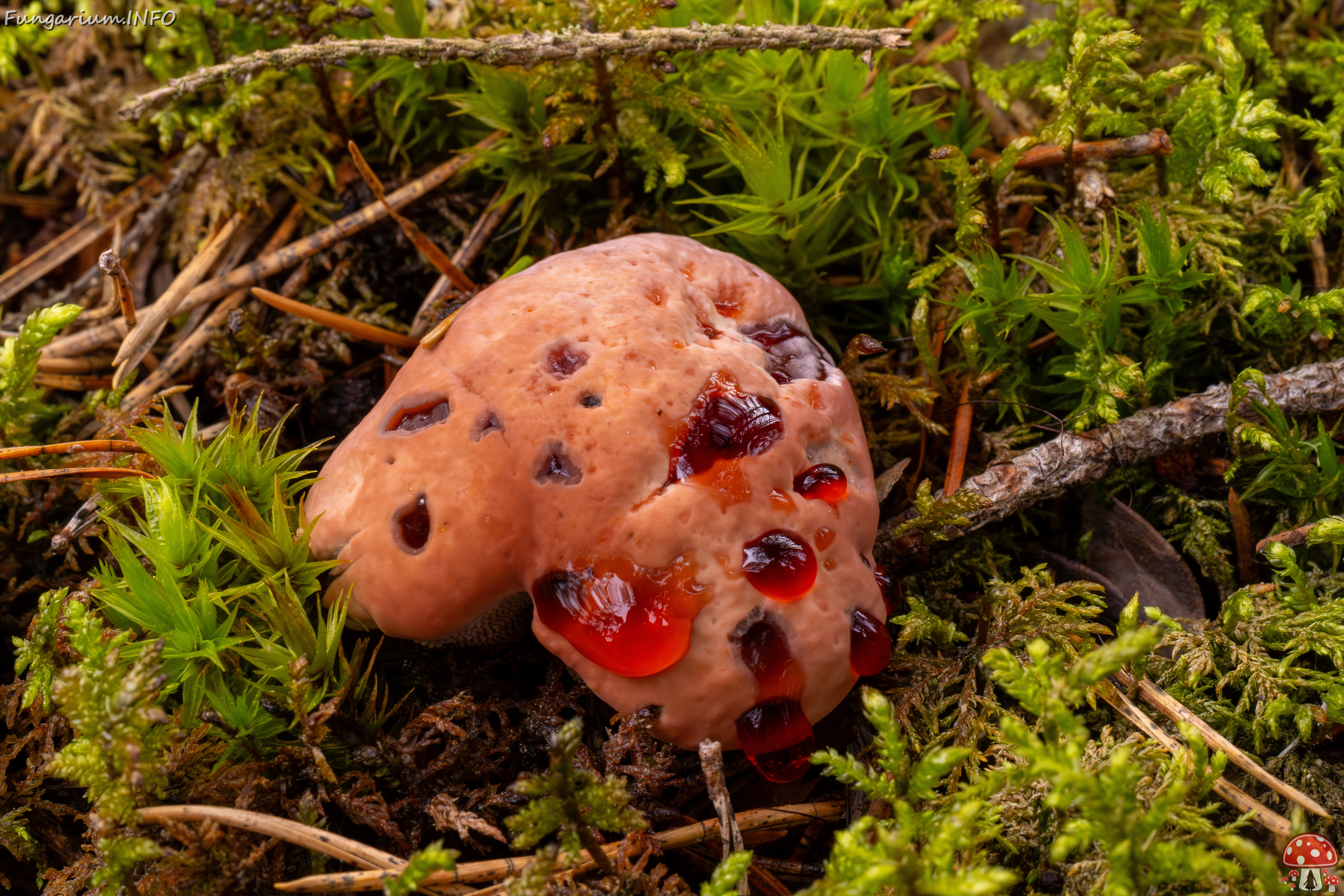 hydnellum-peckii_1-21 