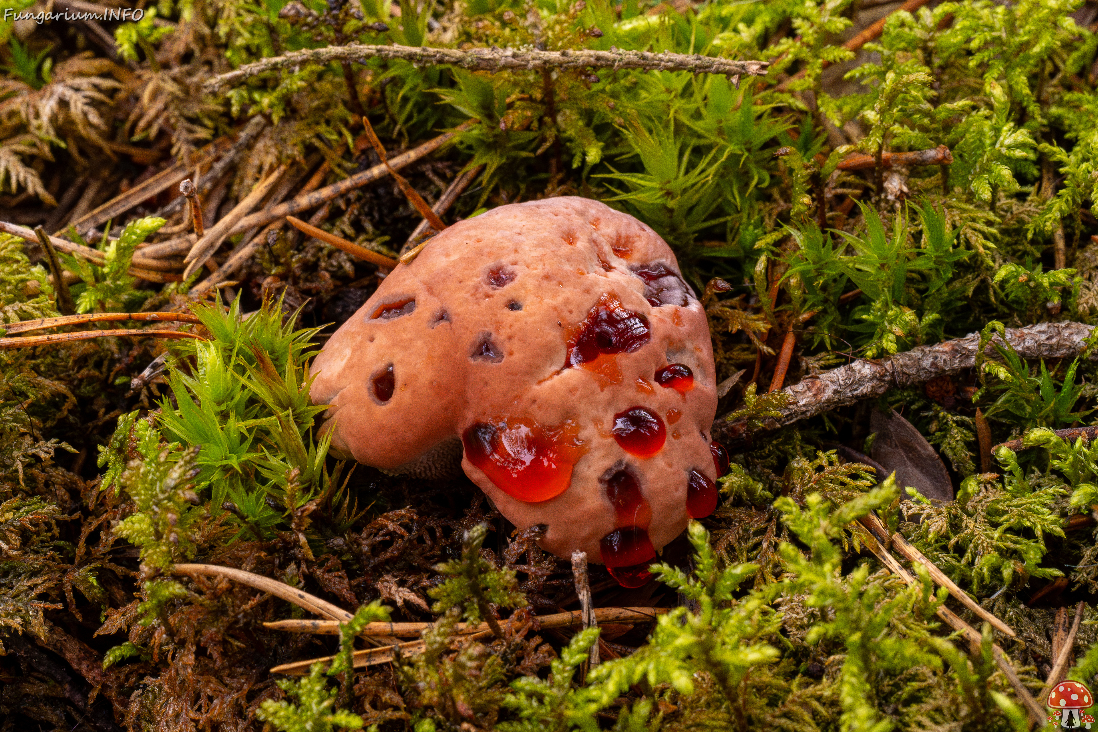 hydnellum-peckii_1-22 