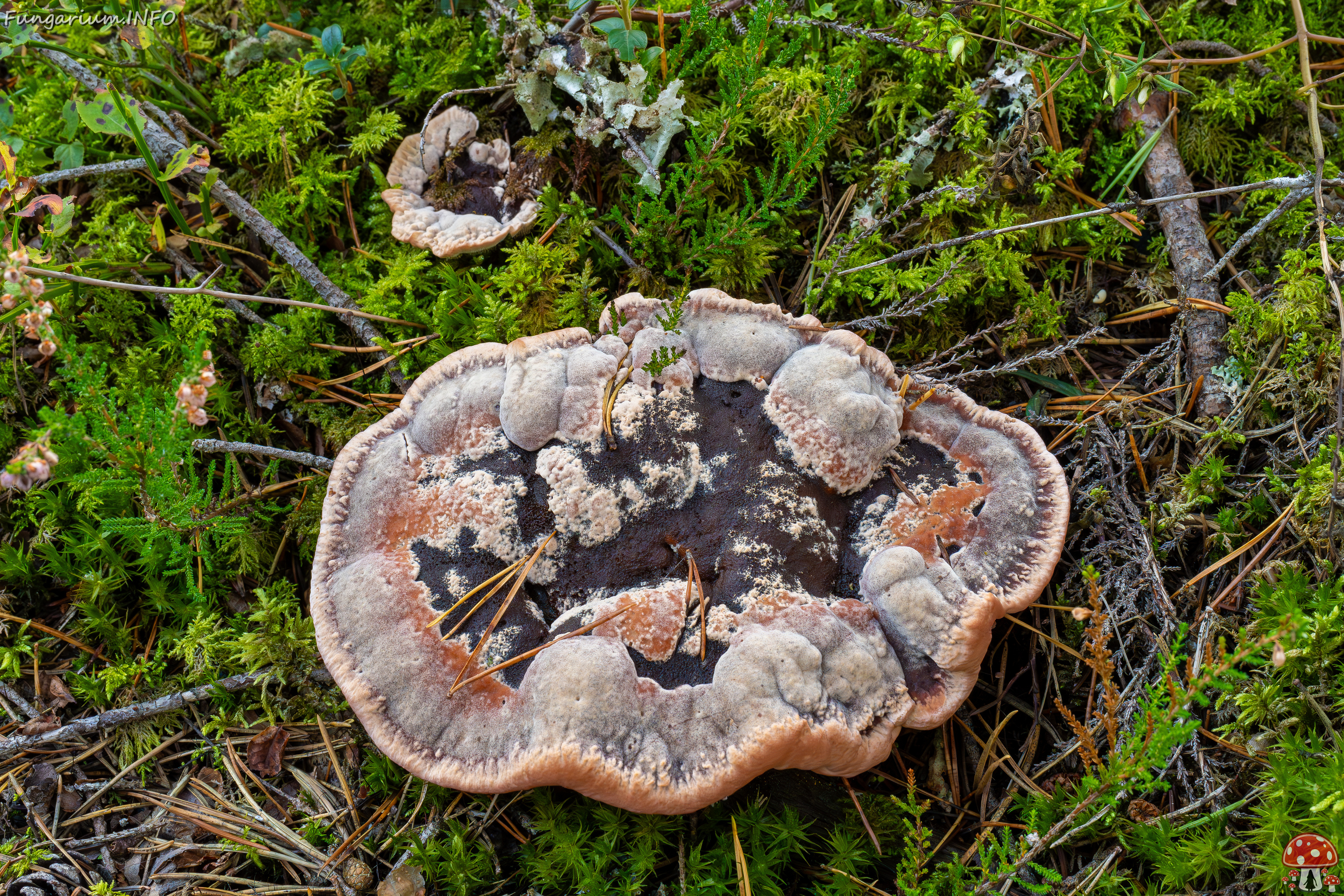 hydnellum-peckii_2024-09-18_1-1 