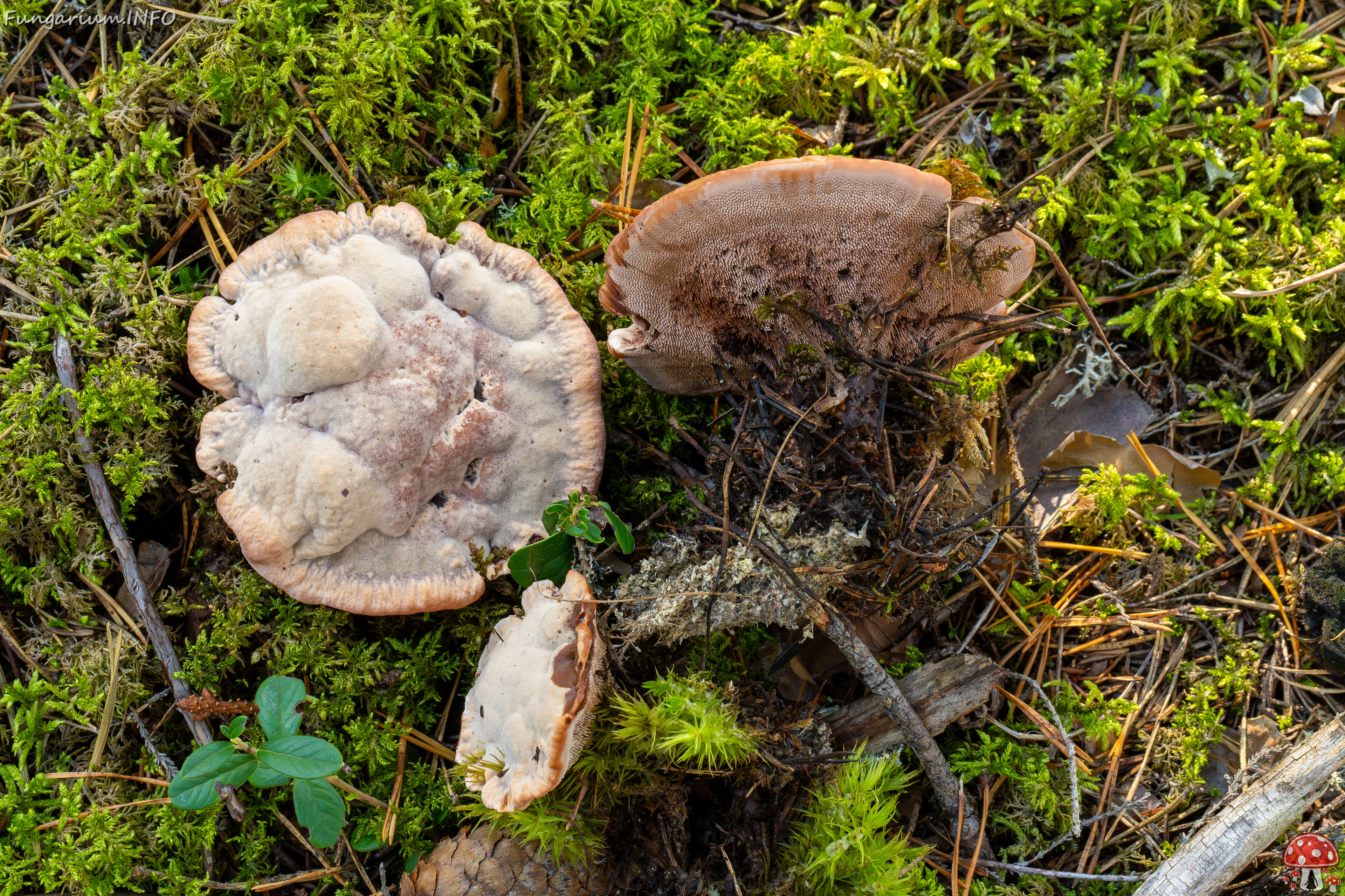 hydnellum-peckii_2024-09-18_1-10 