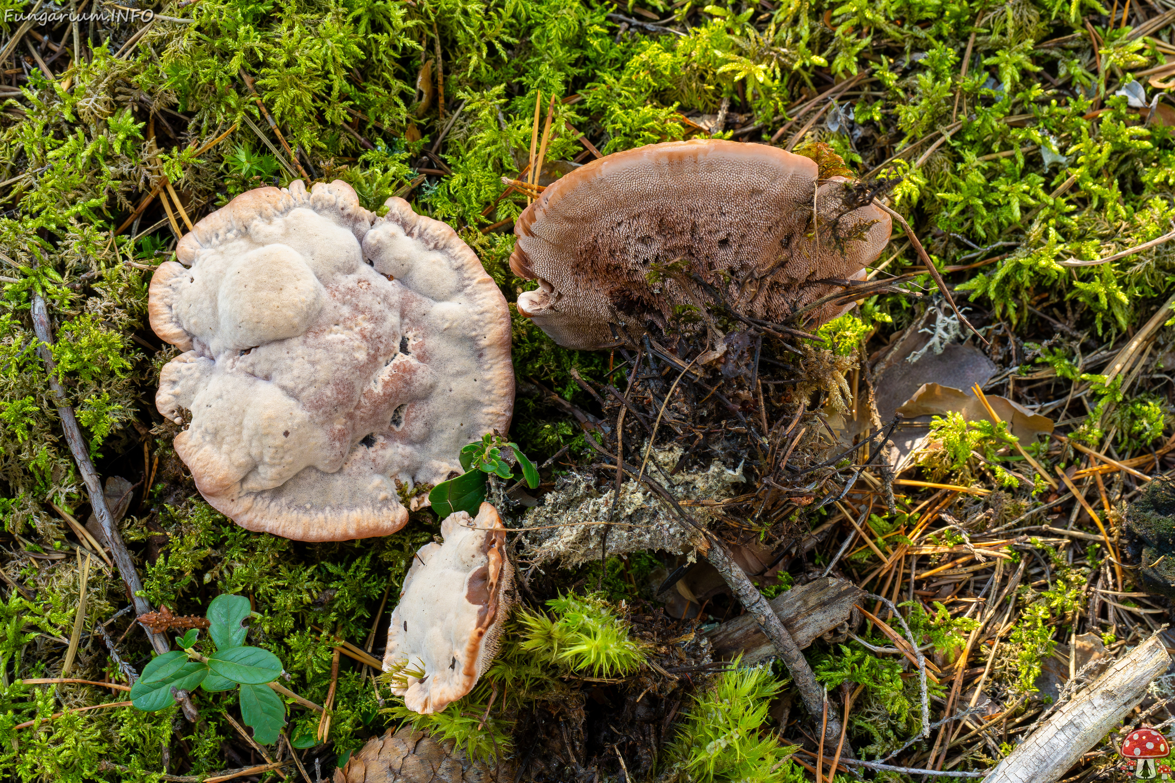 hydnellum-peckii_2024-09-18_1-11 