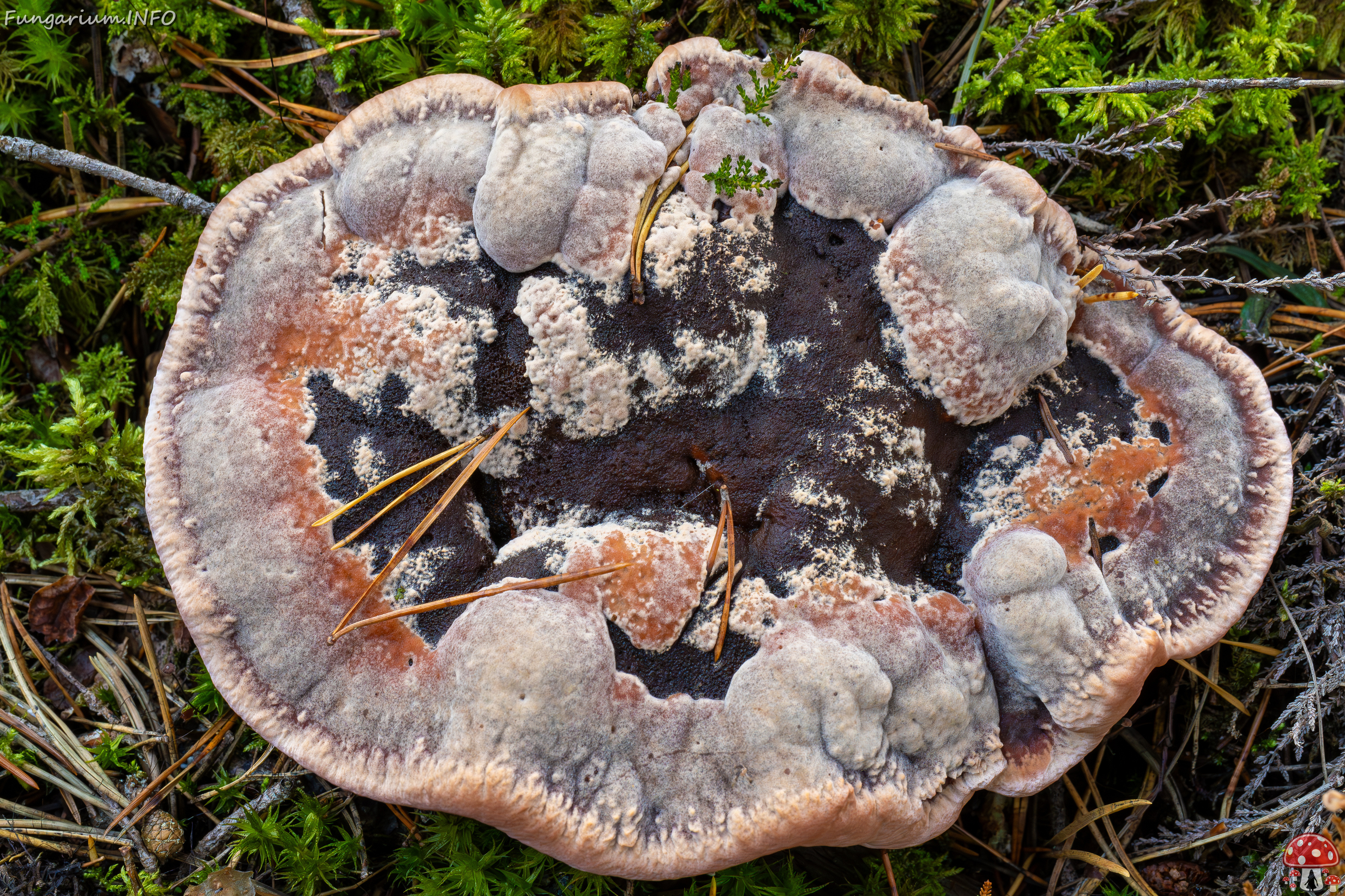 hydnellum-peckii_2024-09-18_1-13 