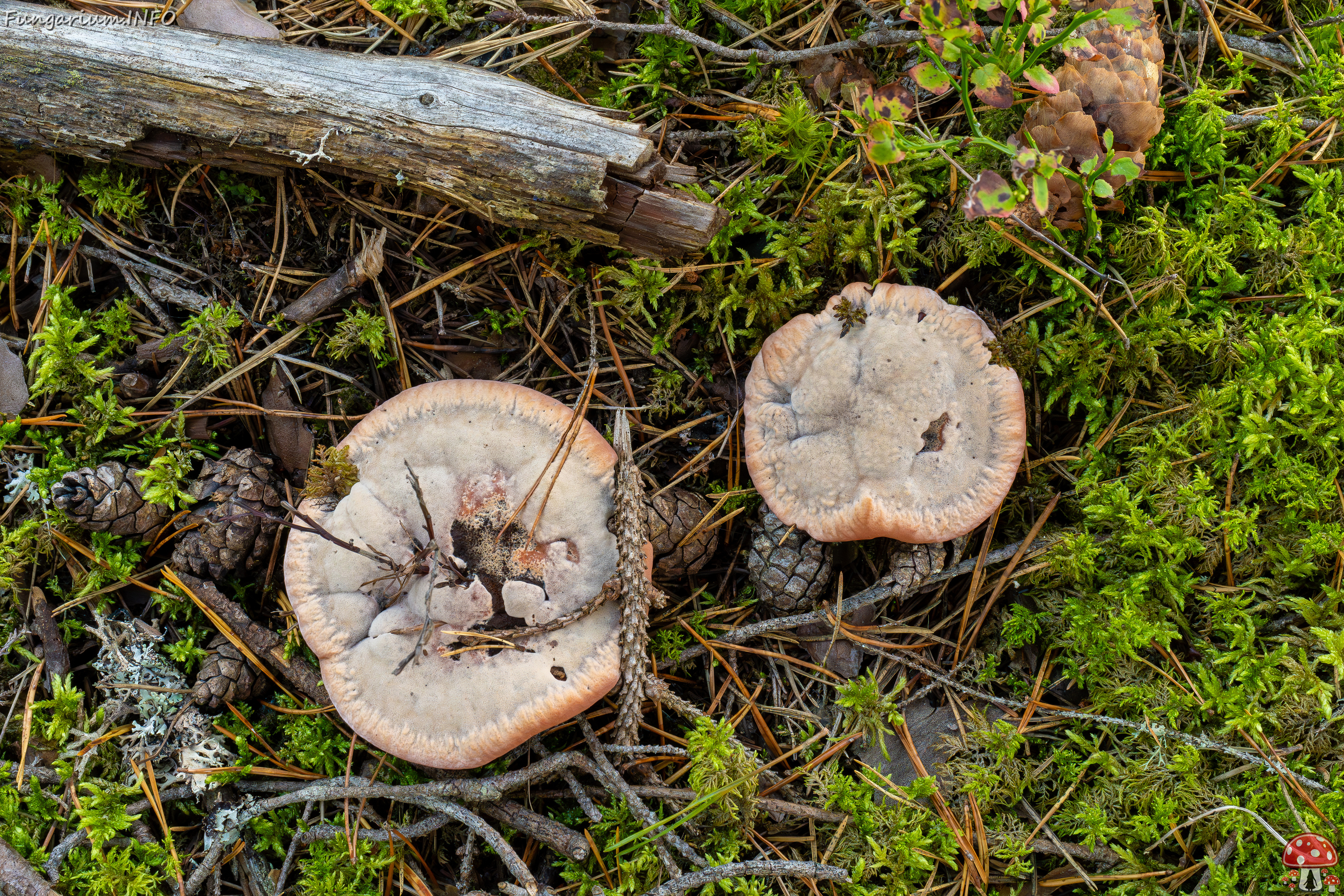 hydnellum-peckii_2024-09-18_1-2 