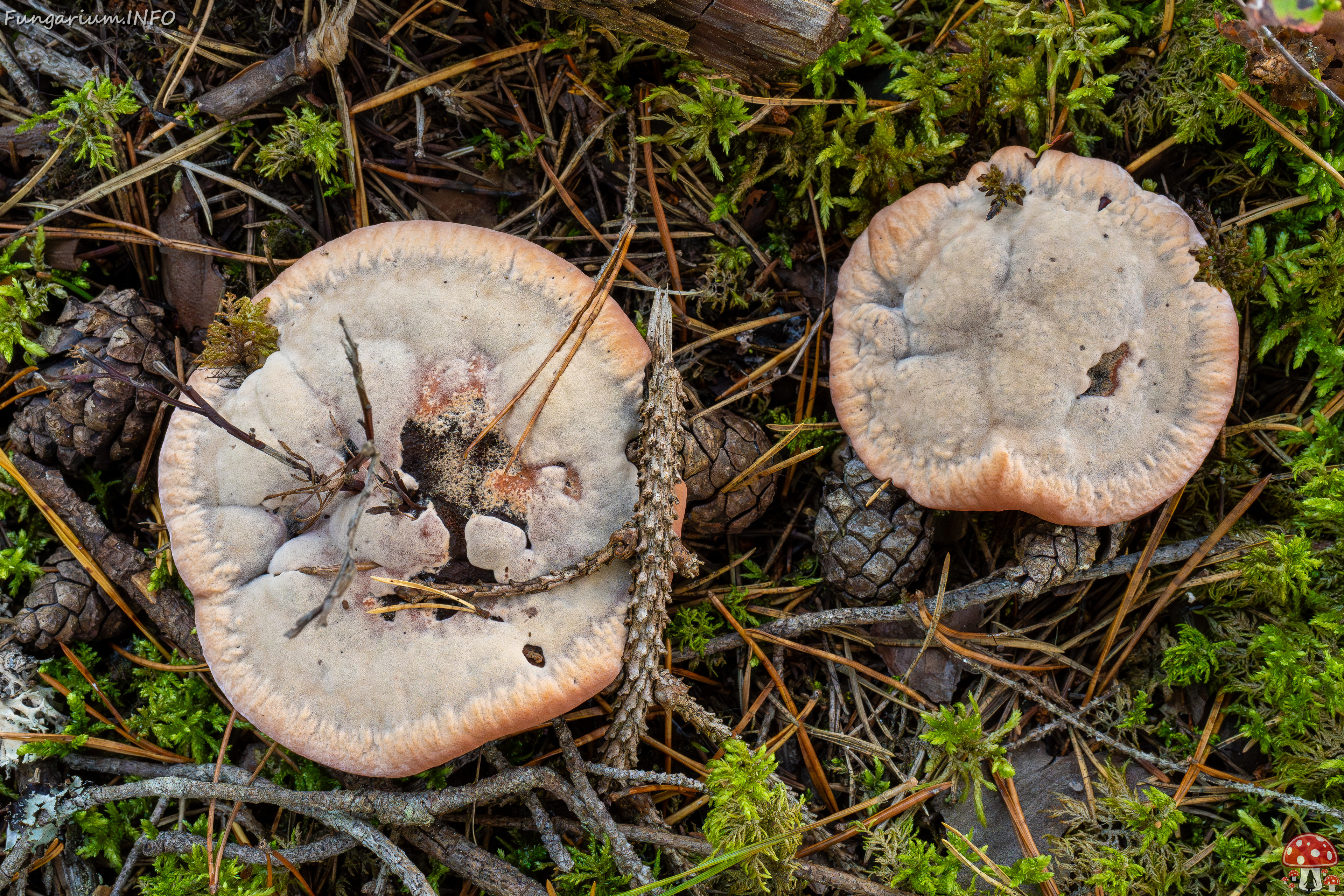 hydnellum-peckii_2024-09-18_1-3 