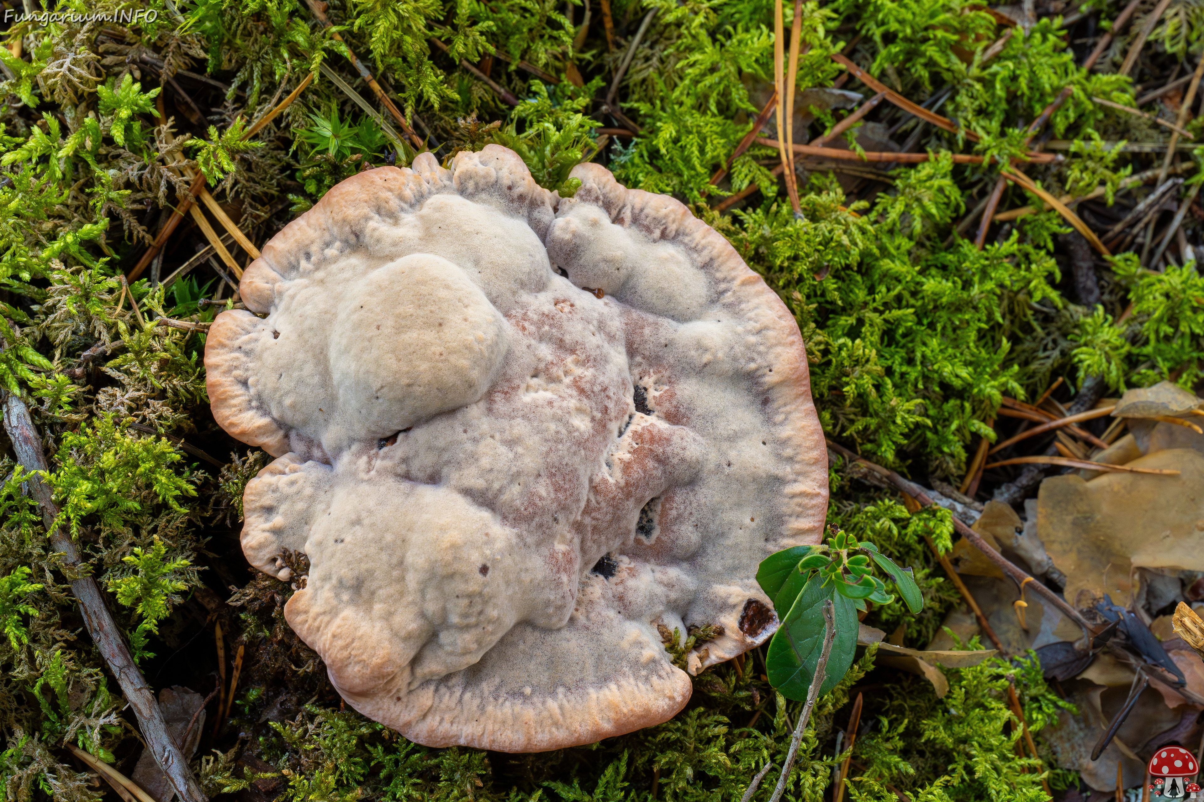 hydnellum-peckii_2024-09-18_1-4 