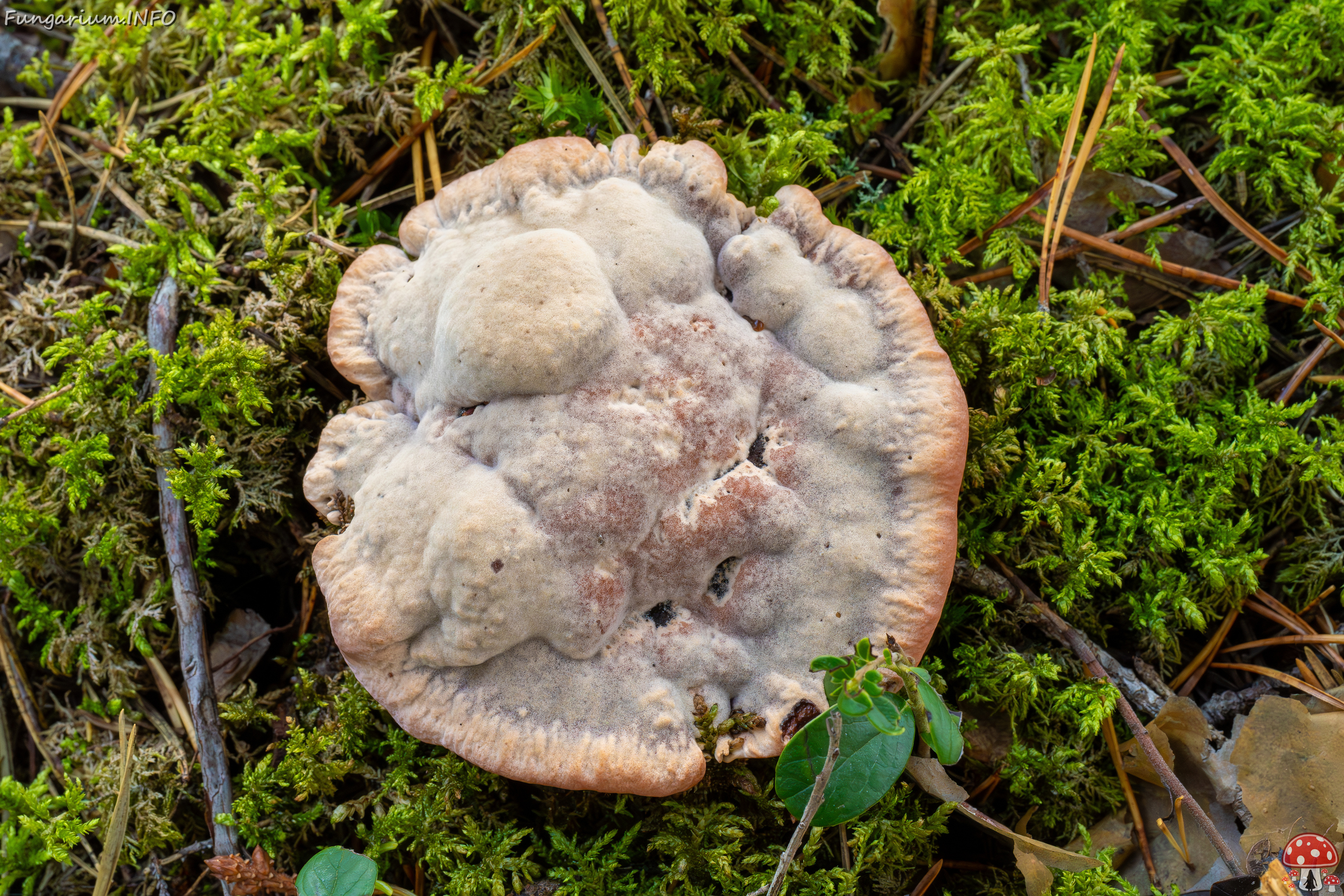 hydnellum-peckii_2024-09-18_1-5 