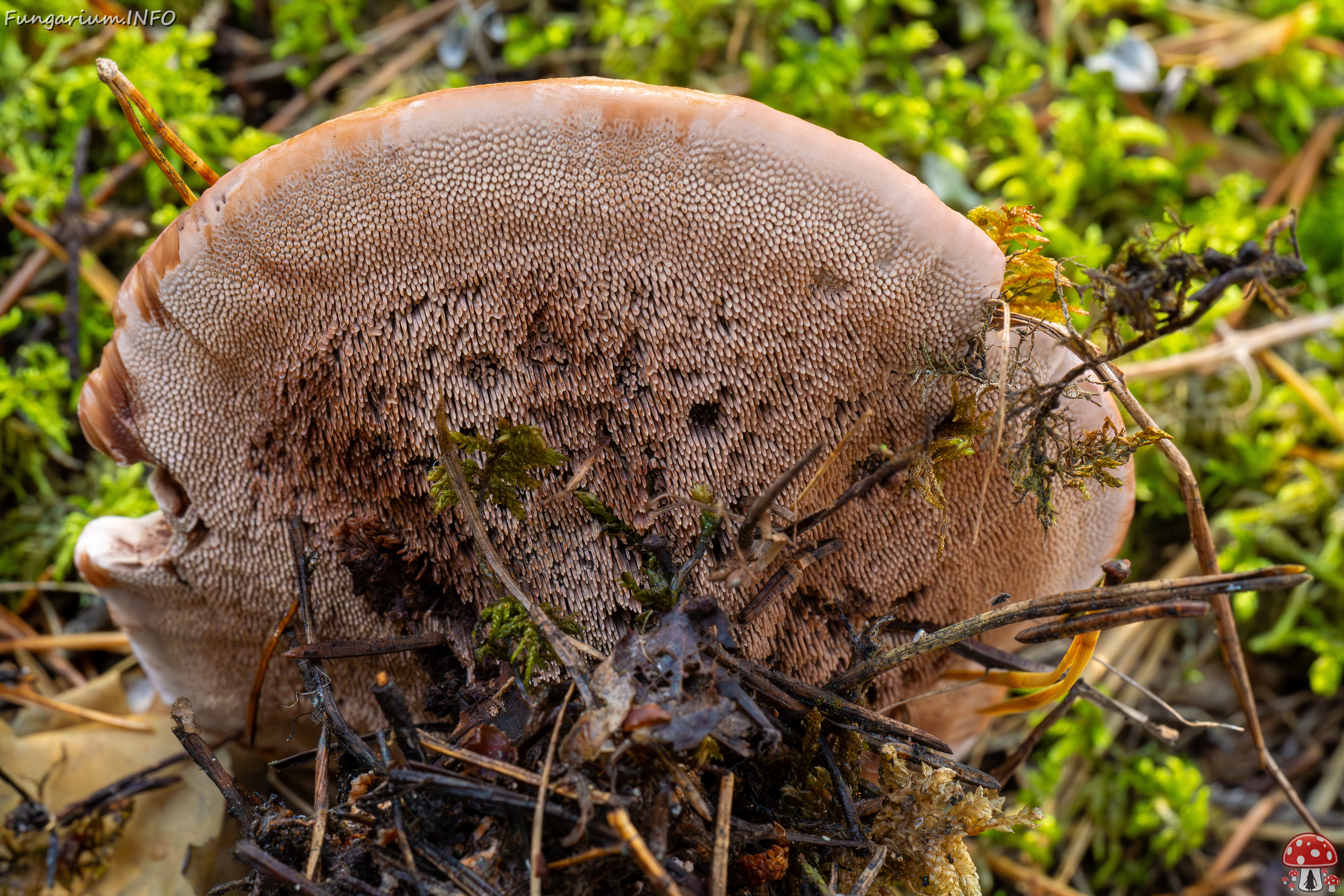 hydnellum-peckii_2024-09-18_1-7 