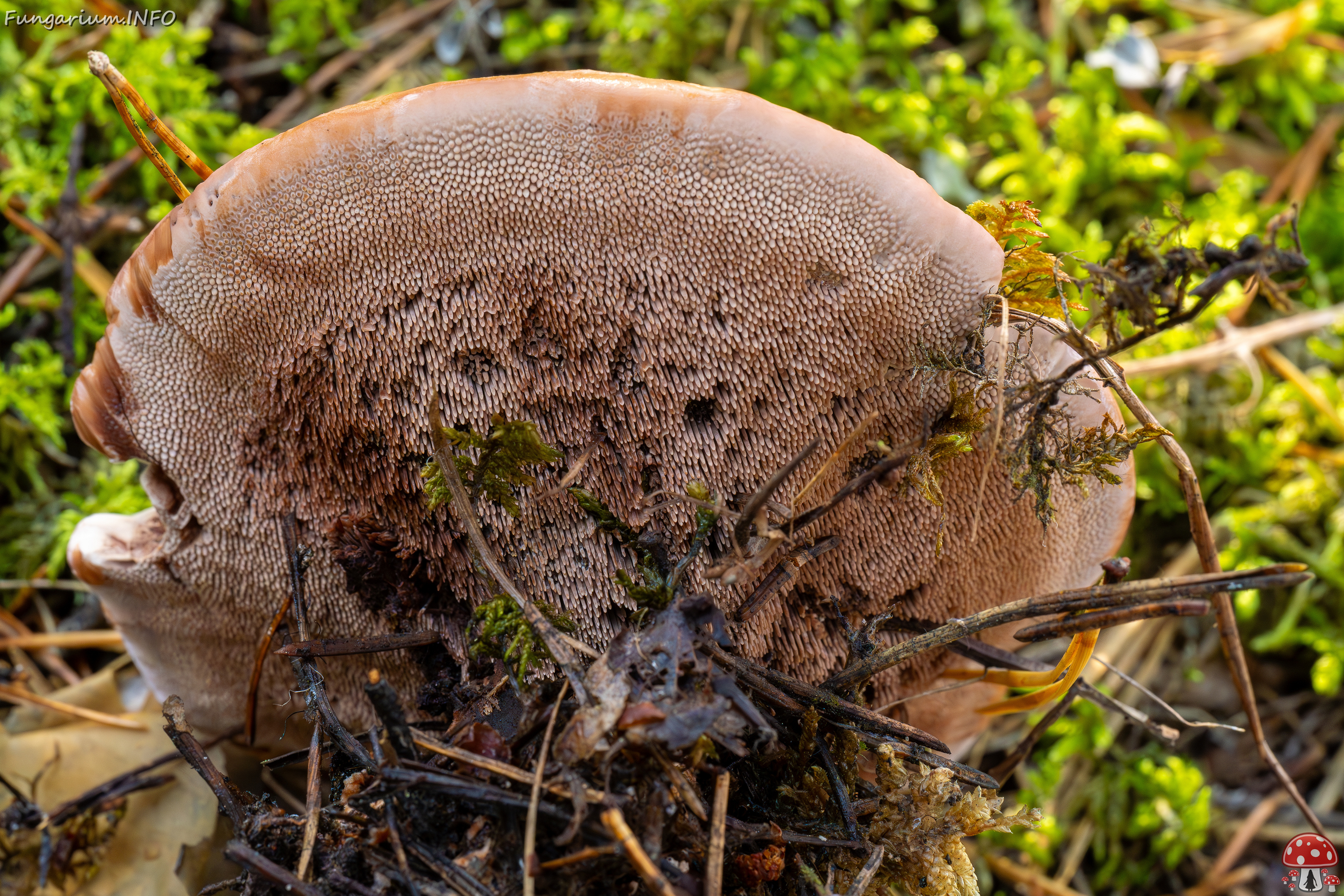 hydnellum-peckii_2024-09-18_1-8 