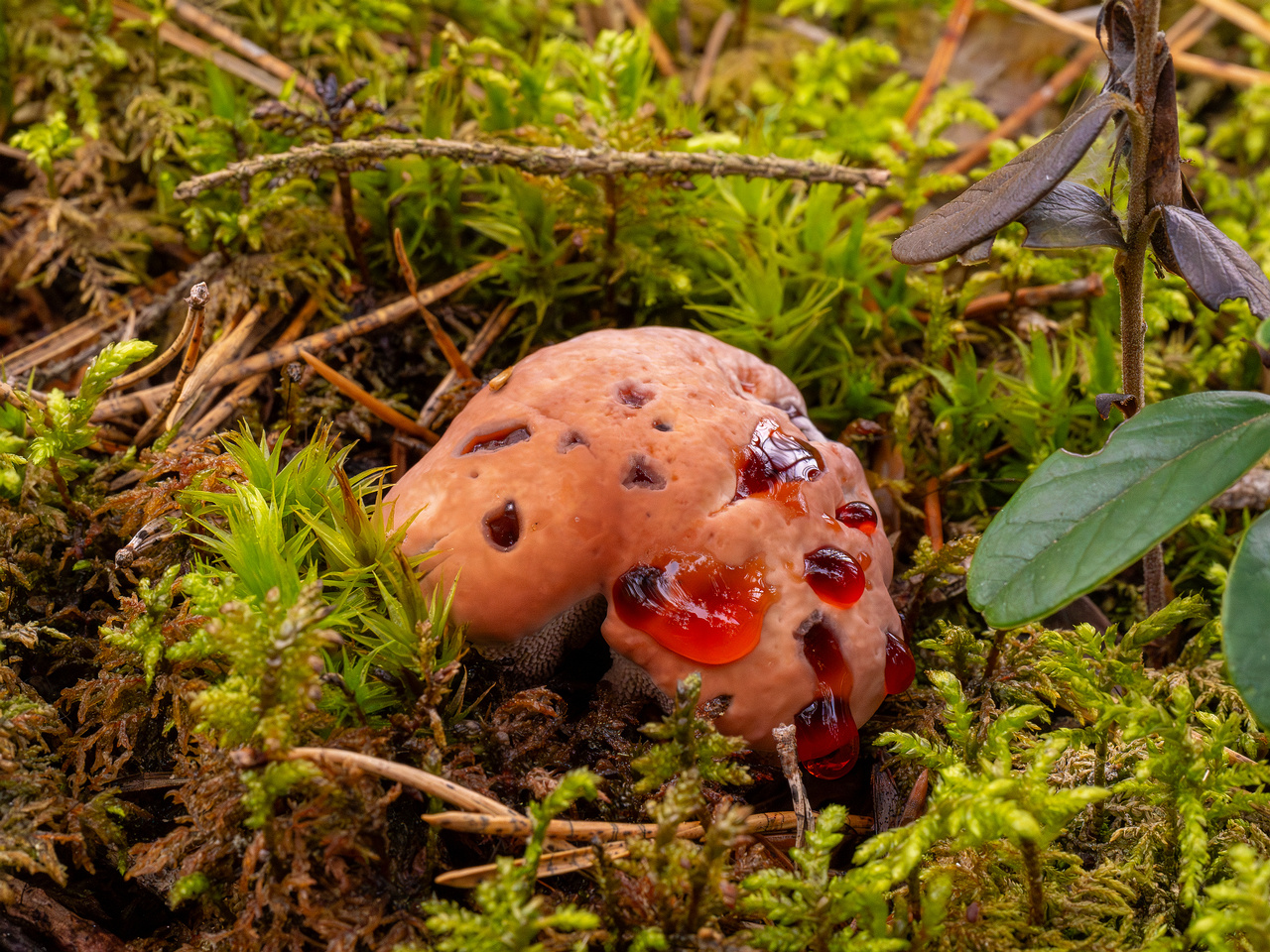 hydnellum-peckii_1-2