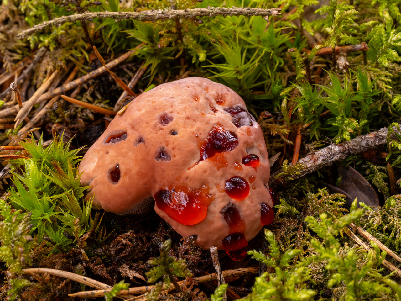 hydnellum-peckii_1-20