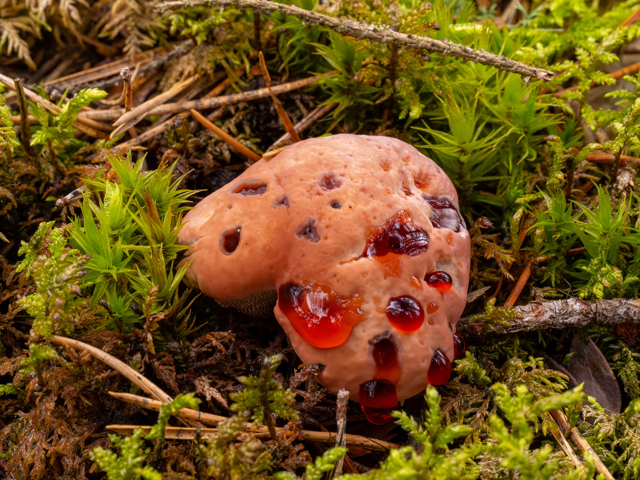 hydnellum-peckii_1-4